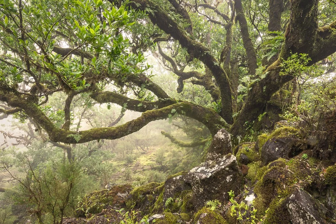 A moss-covered tree with twisted branches in a foggy forest, surrounded by rocks and small green plants.