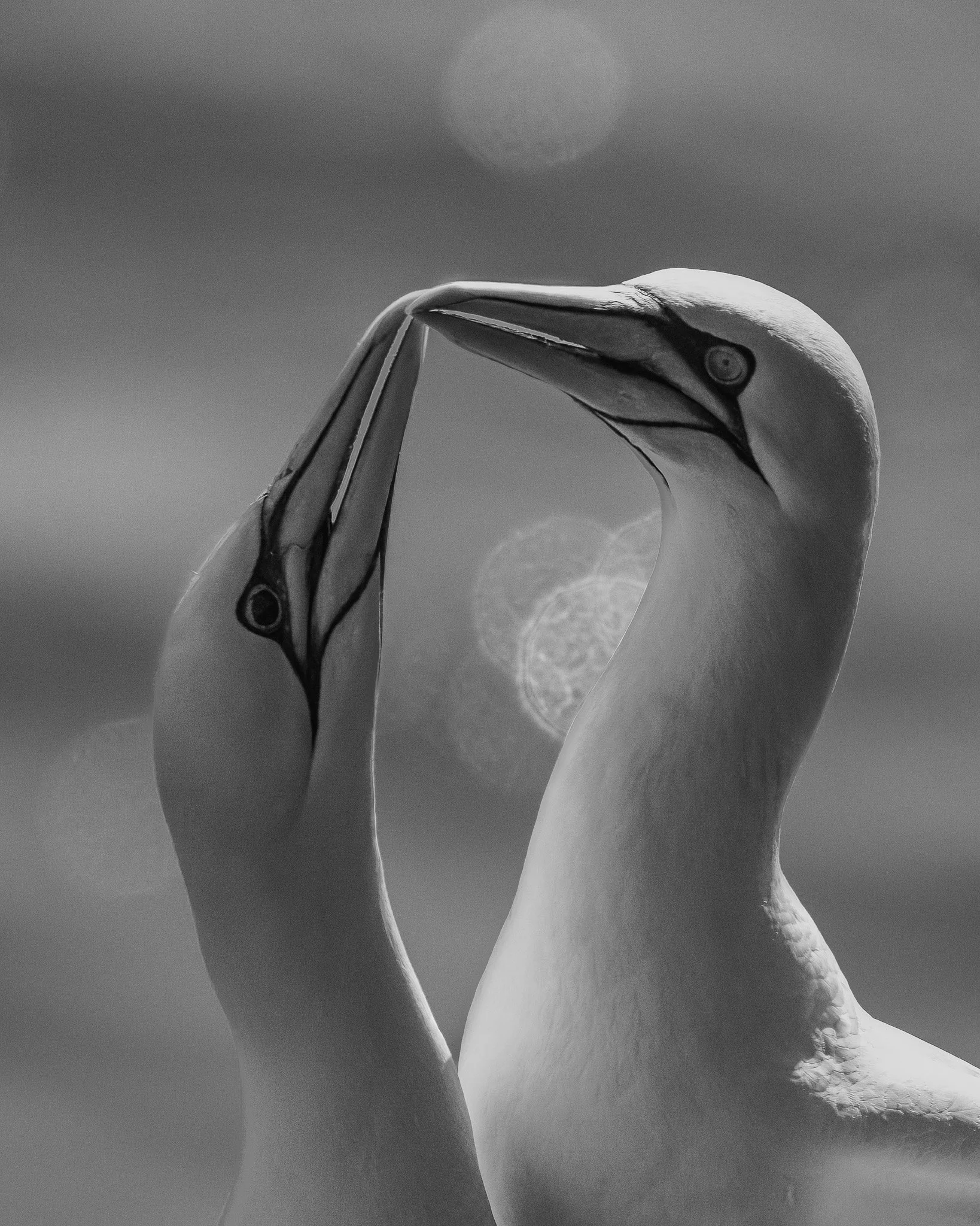 Gannet Greeting Card
