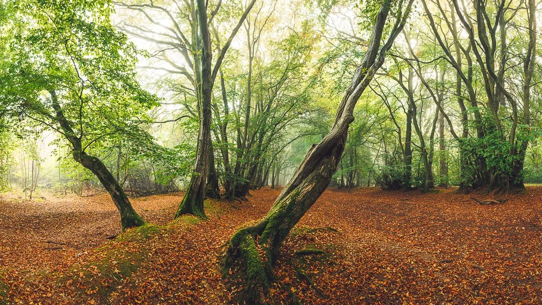 Autumn foggy woodland - Buckinghamshire, UK