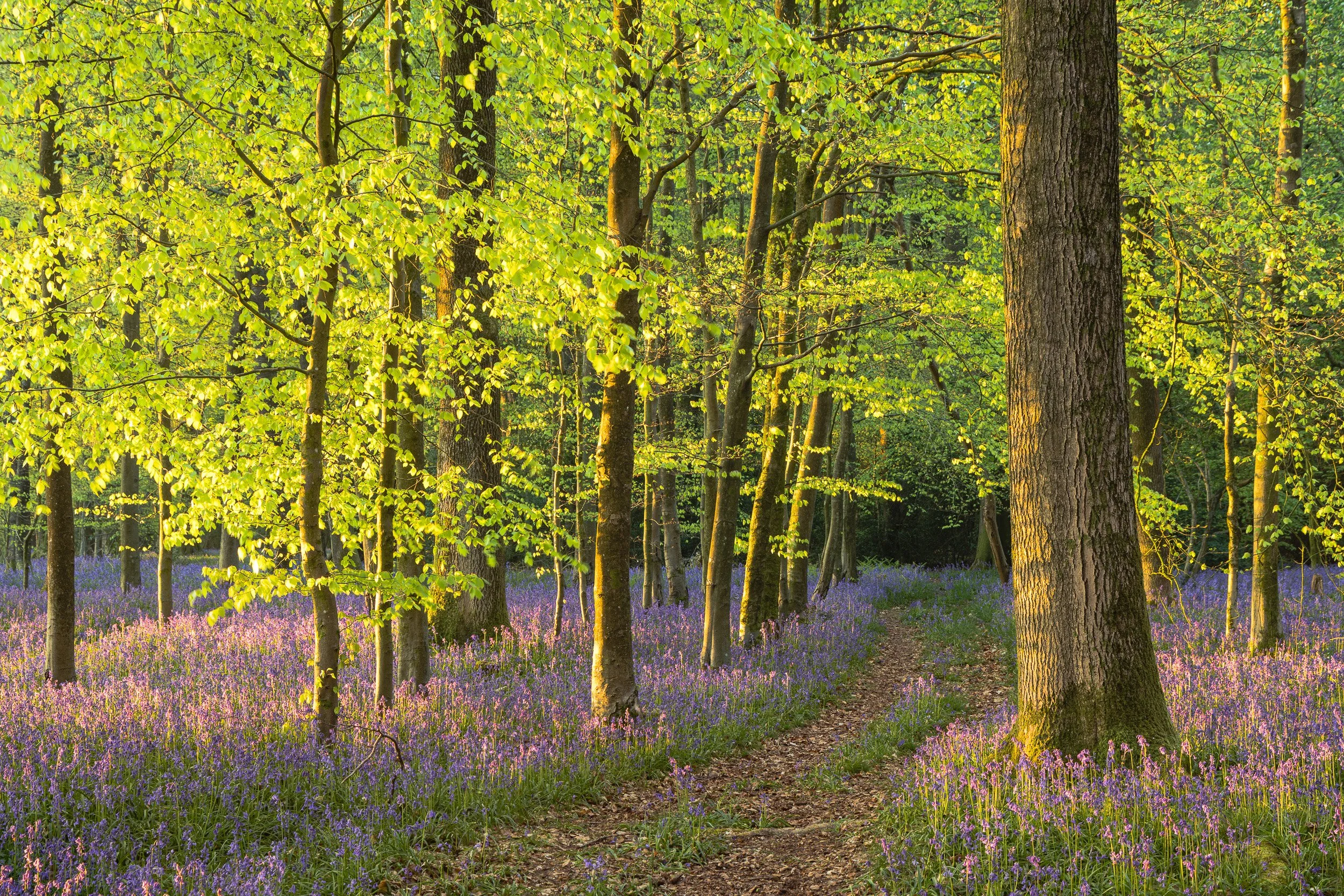 Bluebell woodland - Buckinghamshire, UK