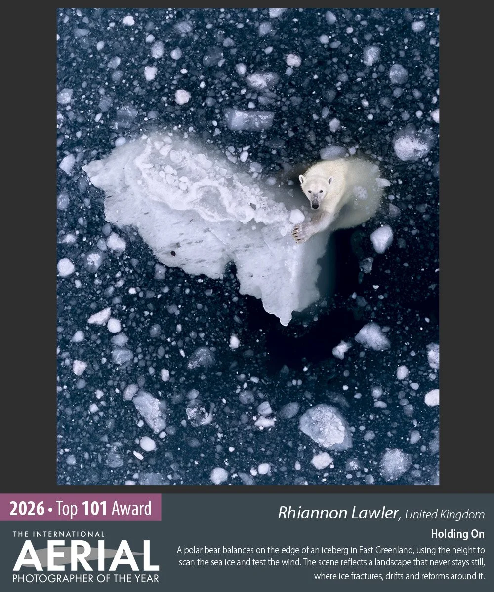 Polar bear holding onto a small piece of sea ice, photographed from above by drone in East Greenland