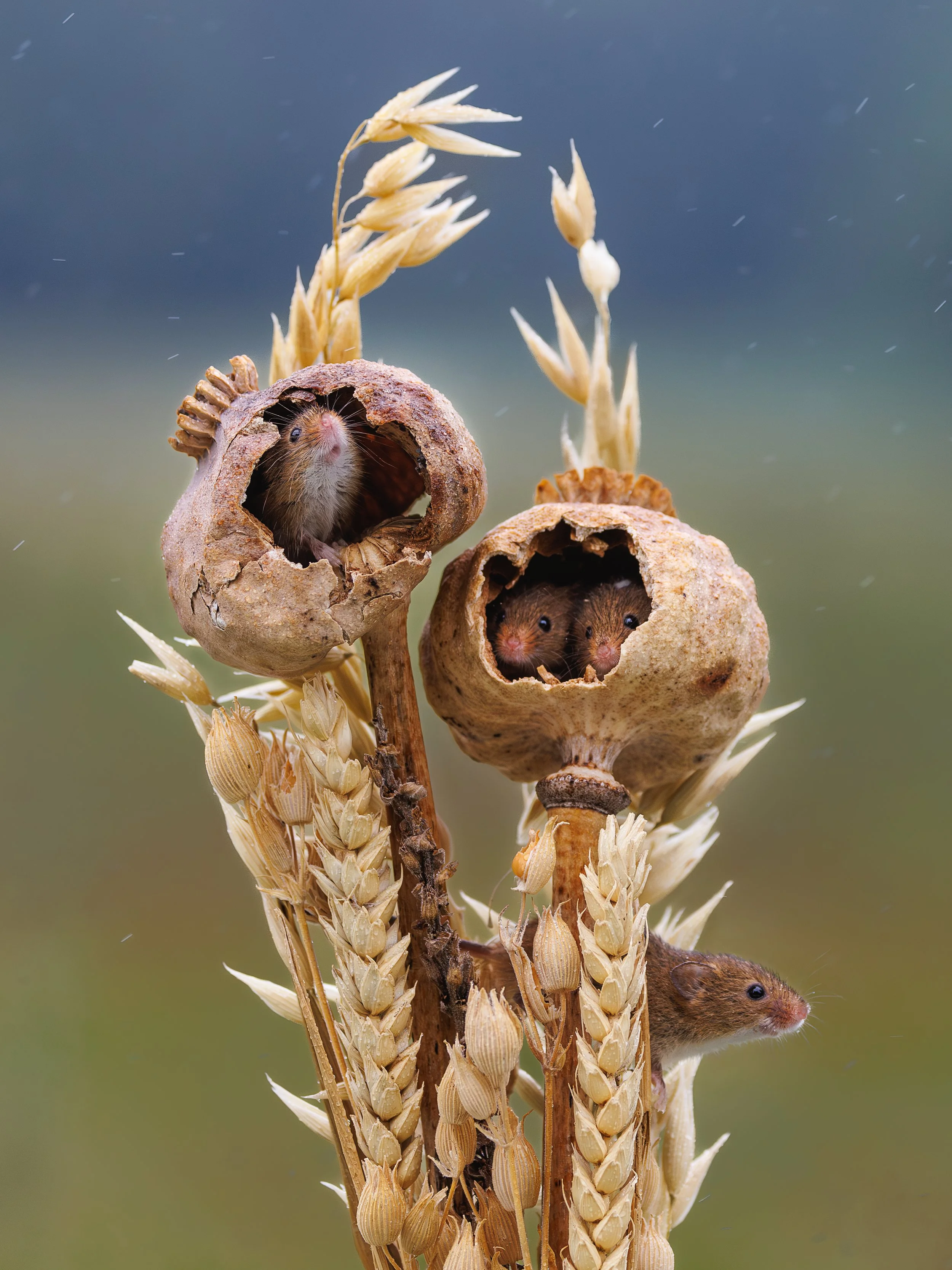 Mice sheltering in the rain