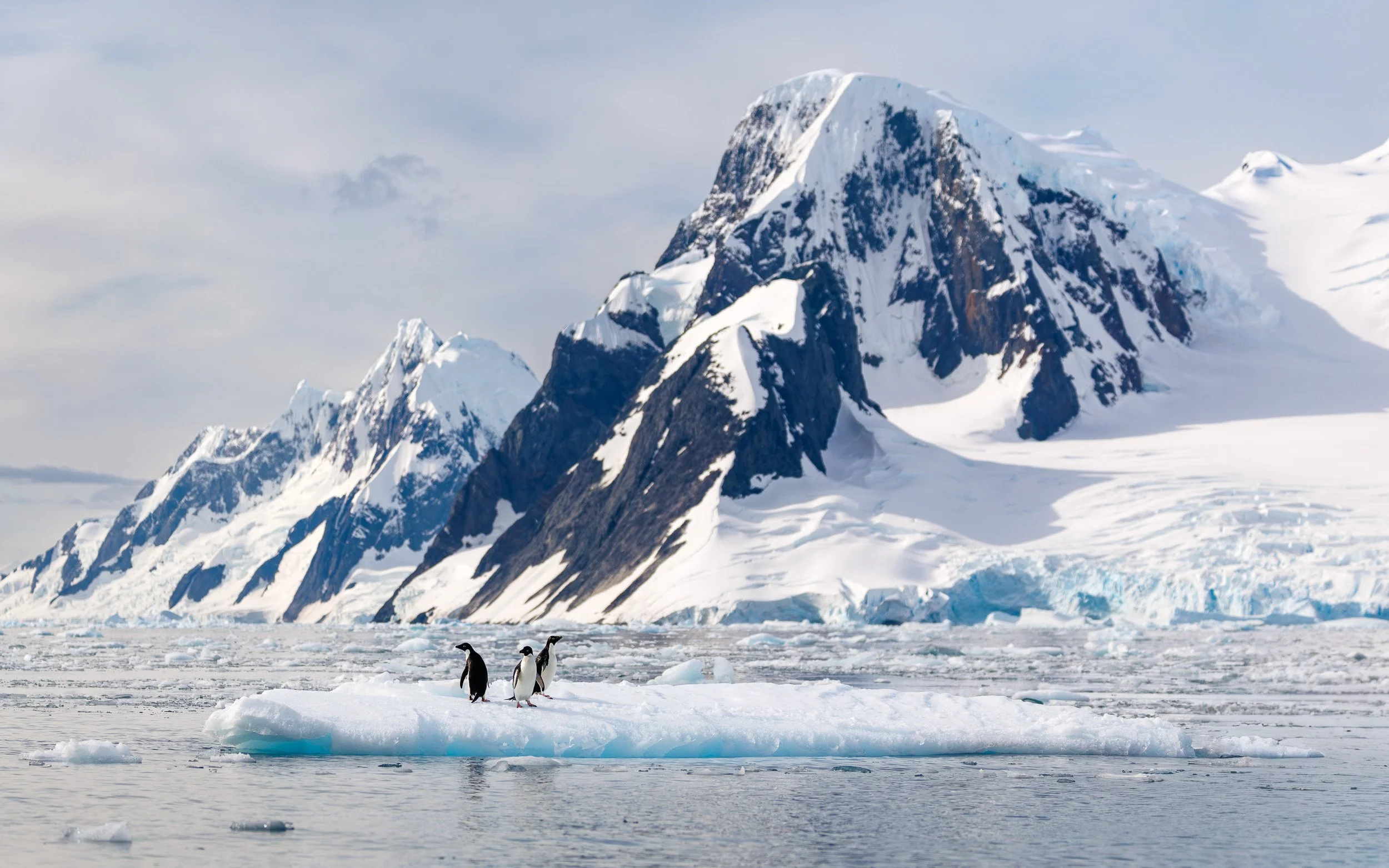 Adélie penguins standing on an iceberg, Antarctica