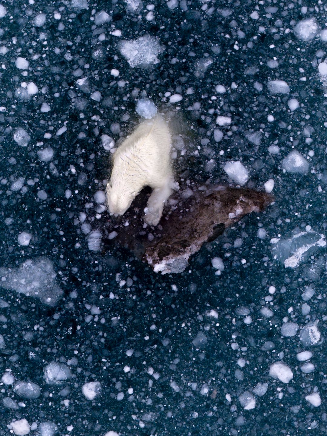 Polar Bear in Greenland