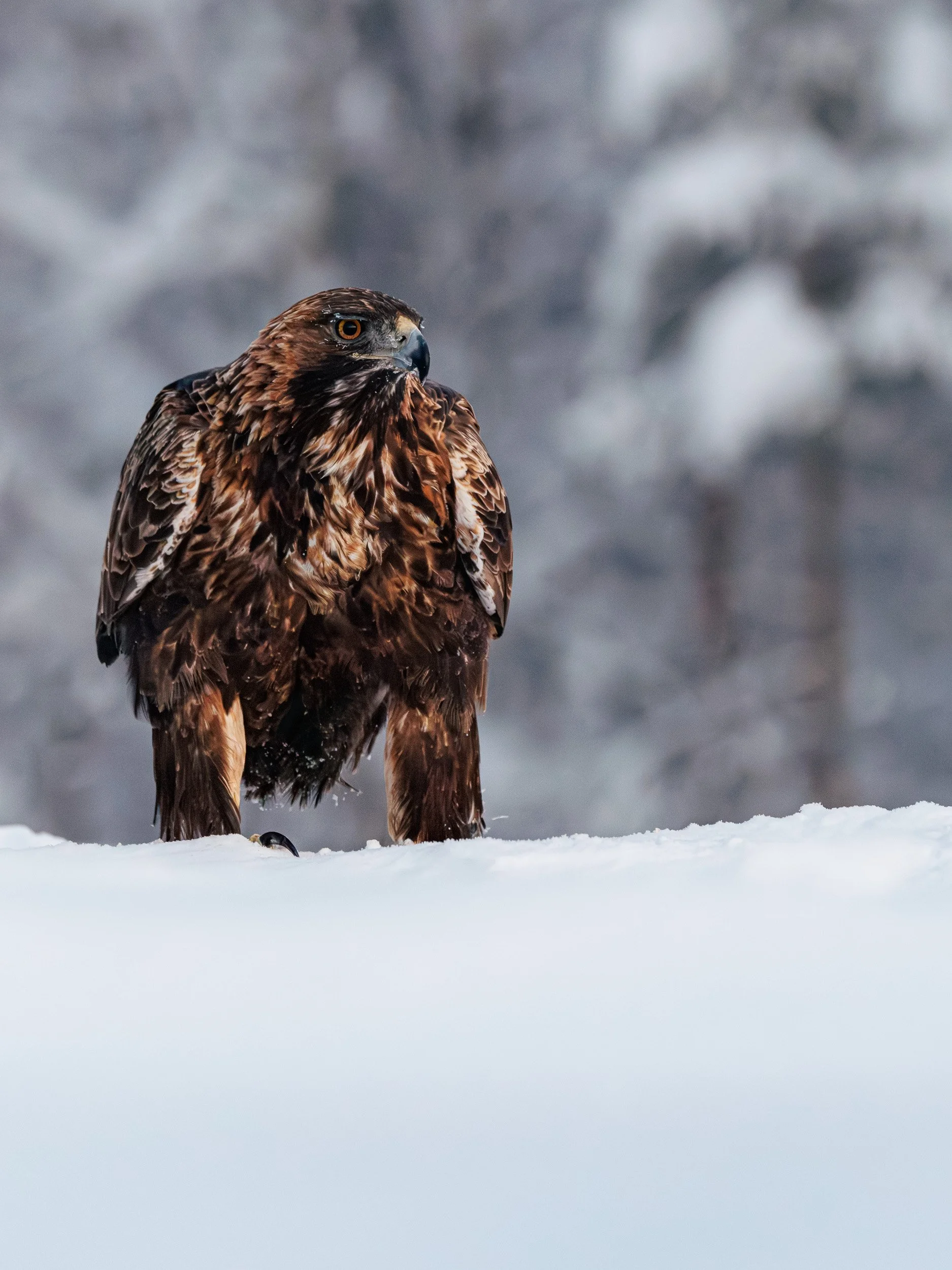Golden Eagle - Sweden