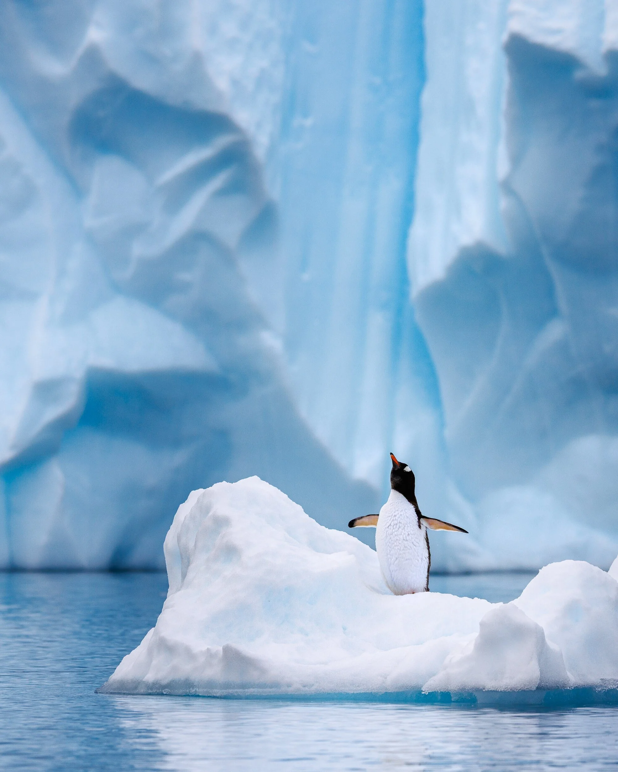 Gentoo Penguin on iceberg