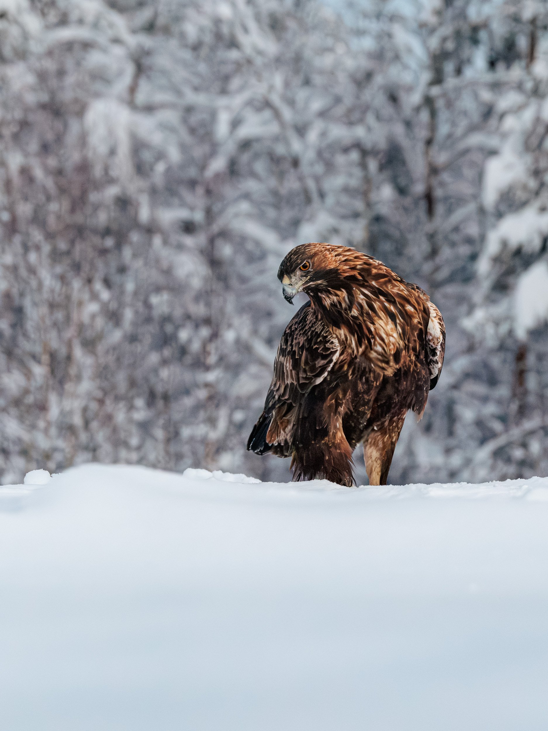 Golden Eagle - Sweden