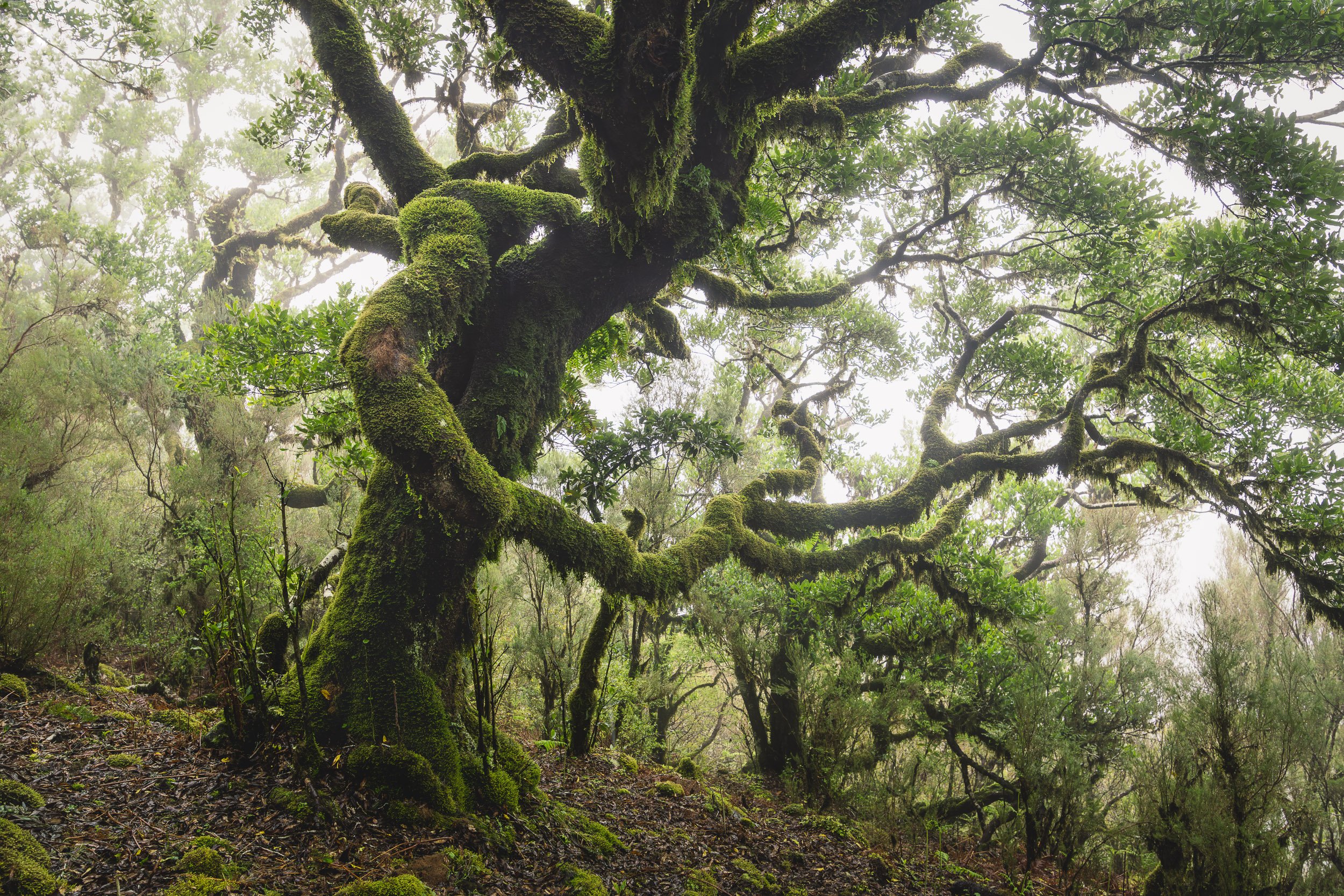 Medusa's Grove