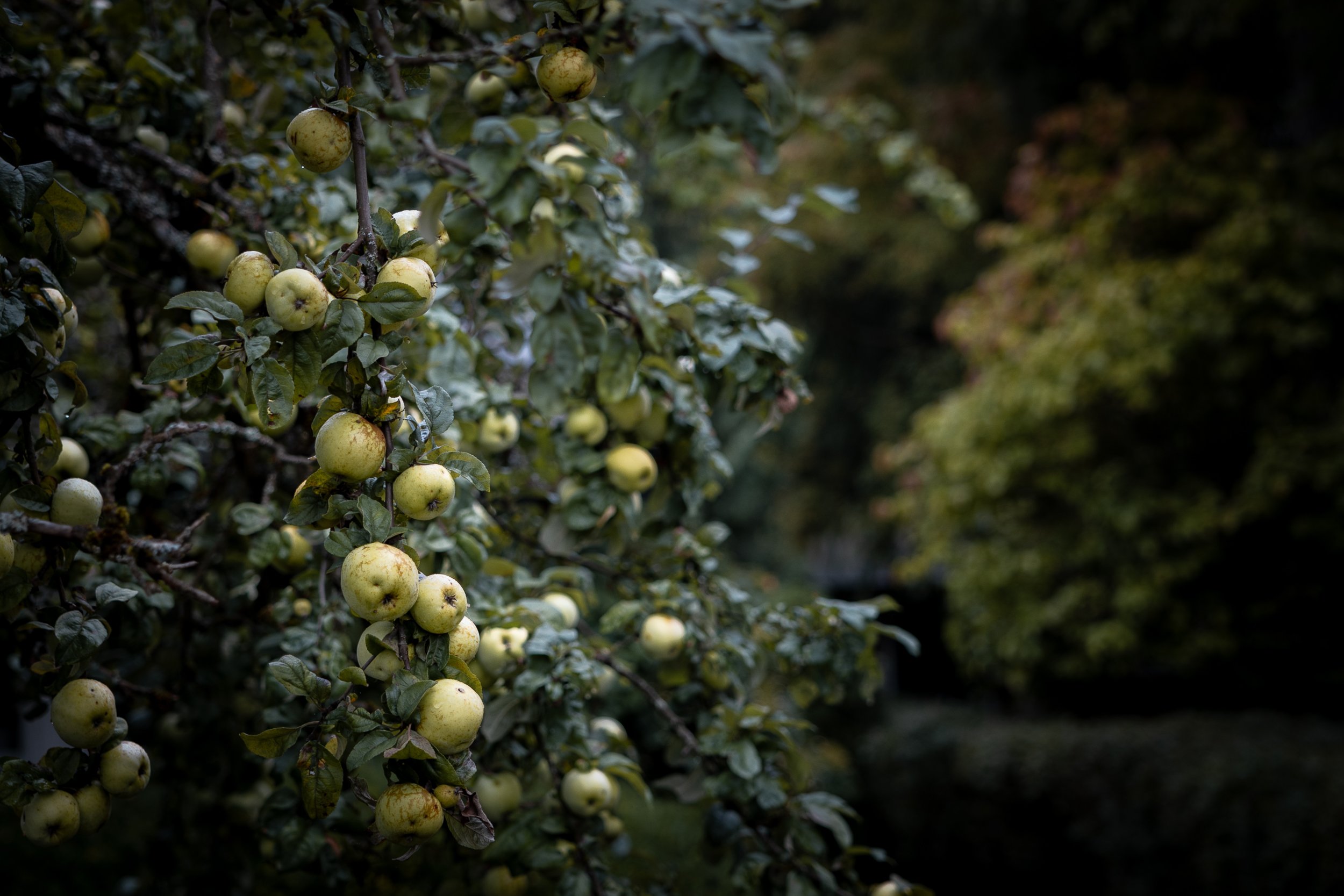 Apple trees with ripe green apples growing on the branches in an orchard.