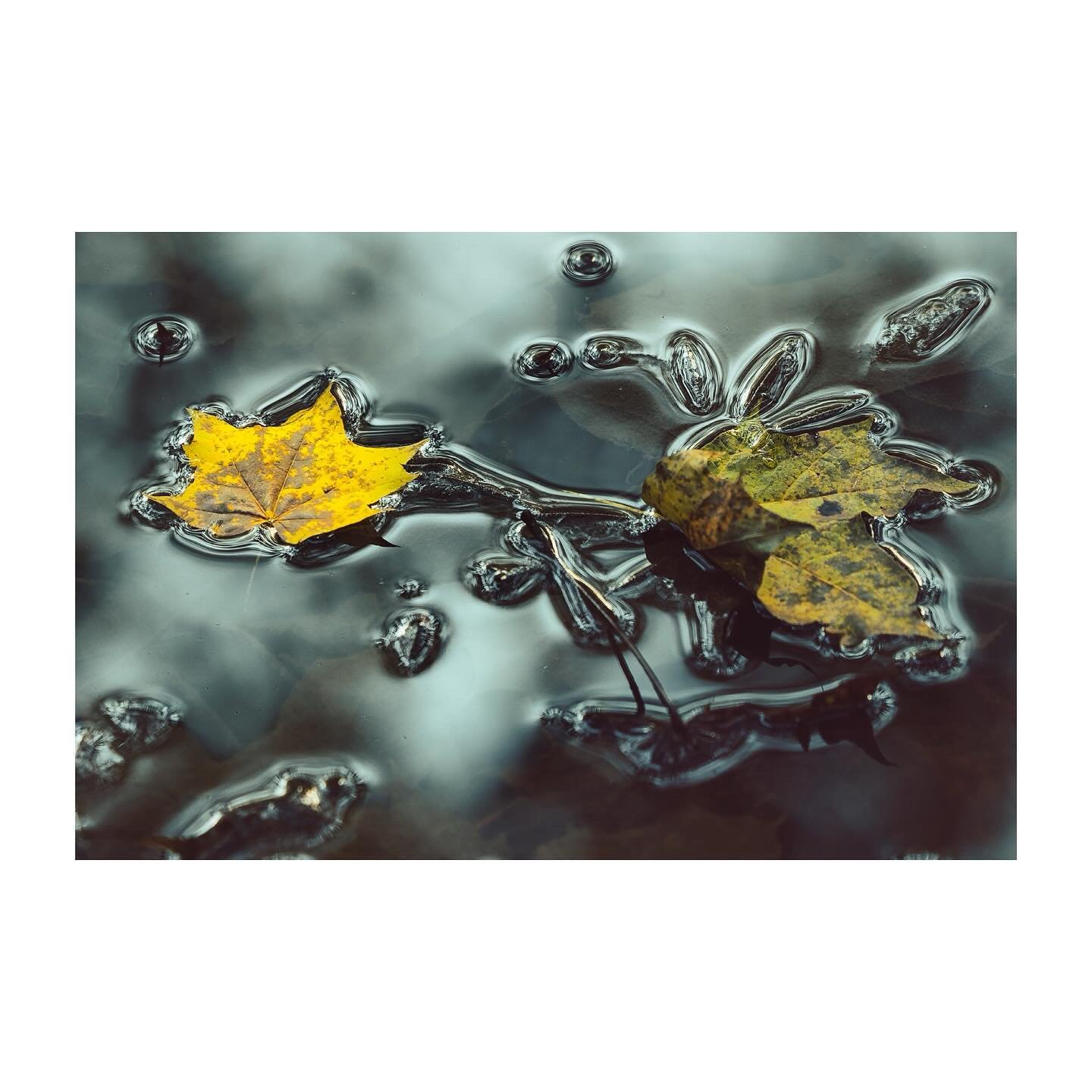 &ldquo;Anyone who thinks fallen leaves are dead has never watched them dancing on a windy day.&rdquo;- Shira Tamir