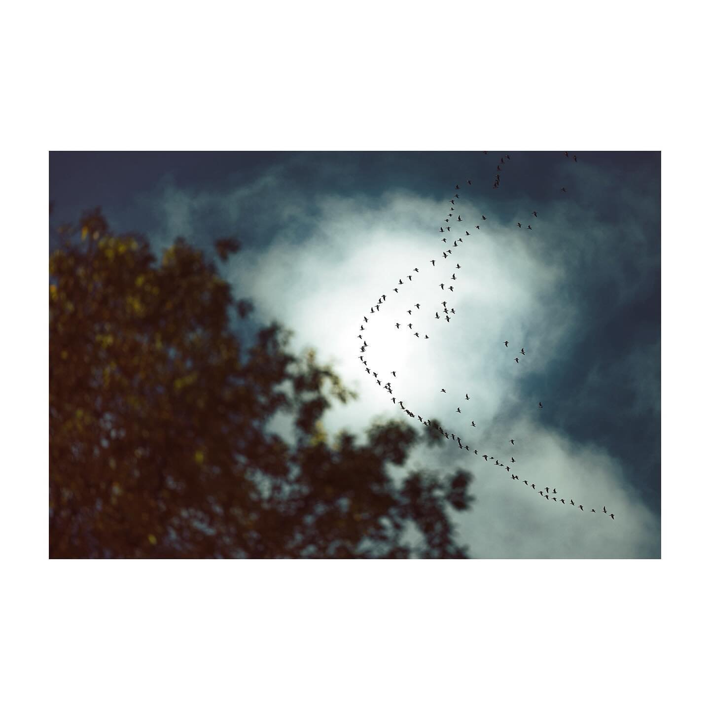 &ldquo;Love the trees until their leaves fall off, then encourage them to try again next year.&rdquo; &ndash; Chad Sugg