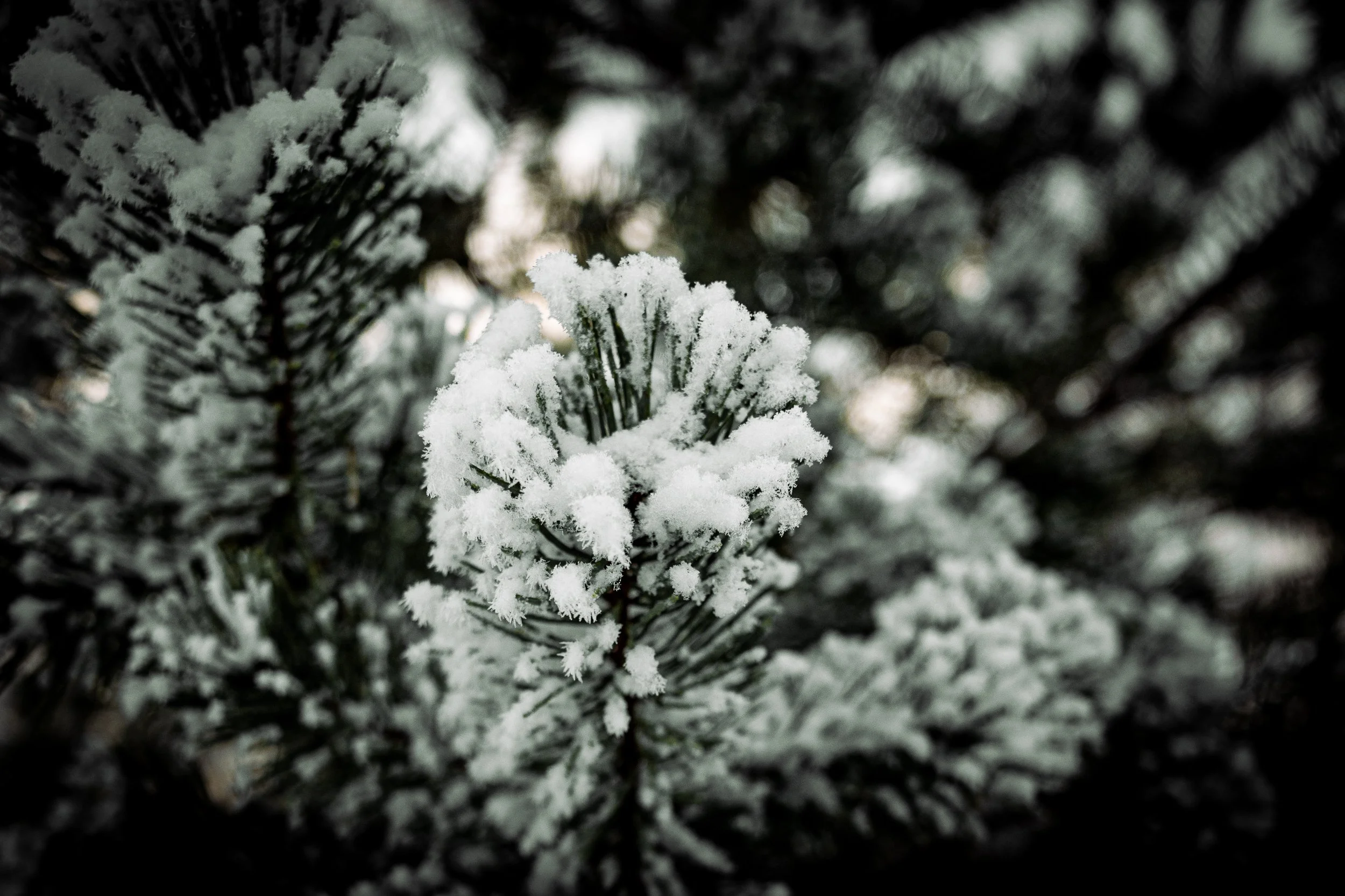 The Snow Crystal That Opened a Door — A Reflection on Presence, Memory, and The Image as a Path