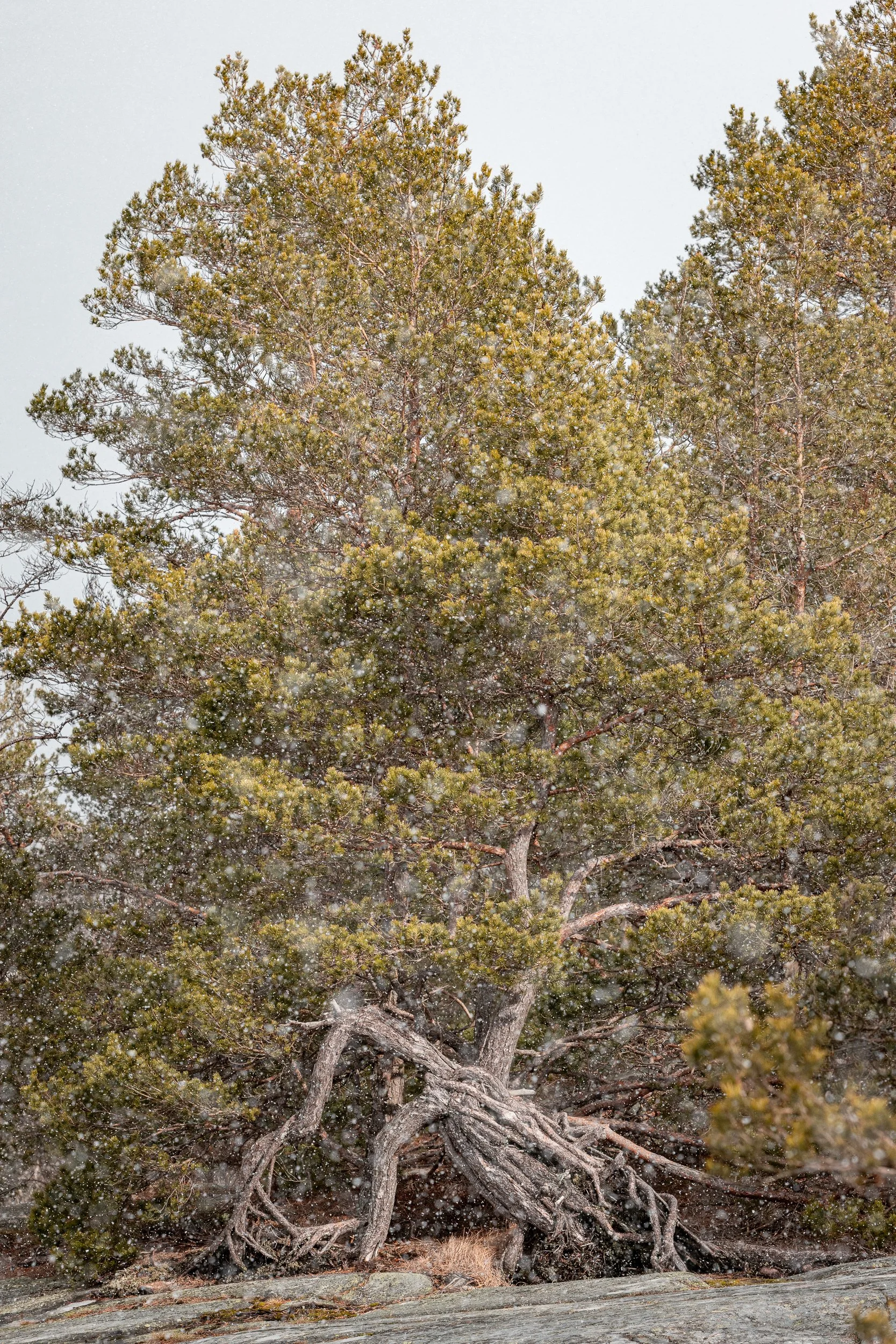A large tree with twisted roots and green foliage in a snowy environment.