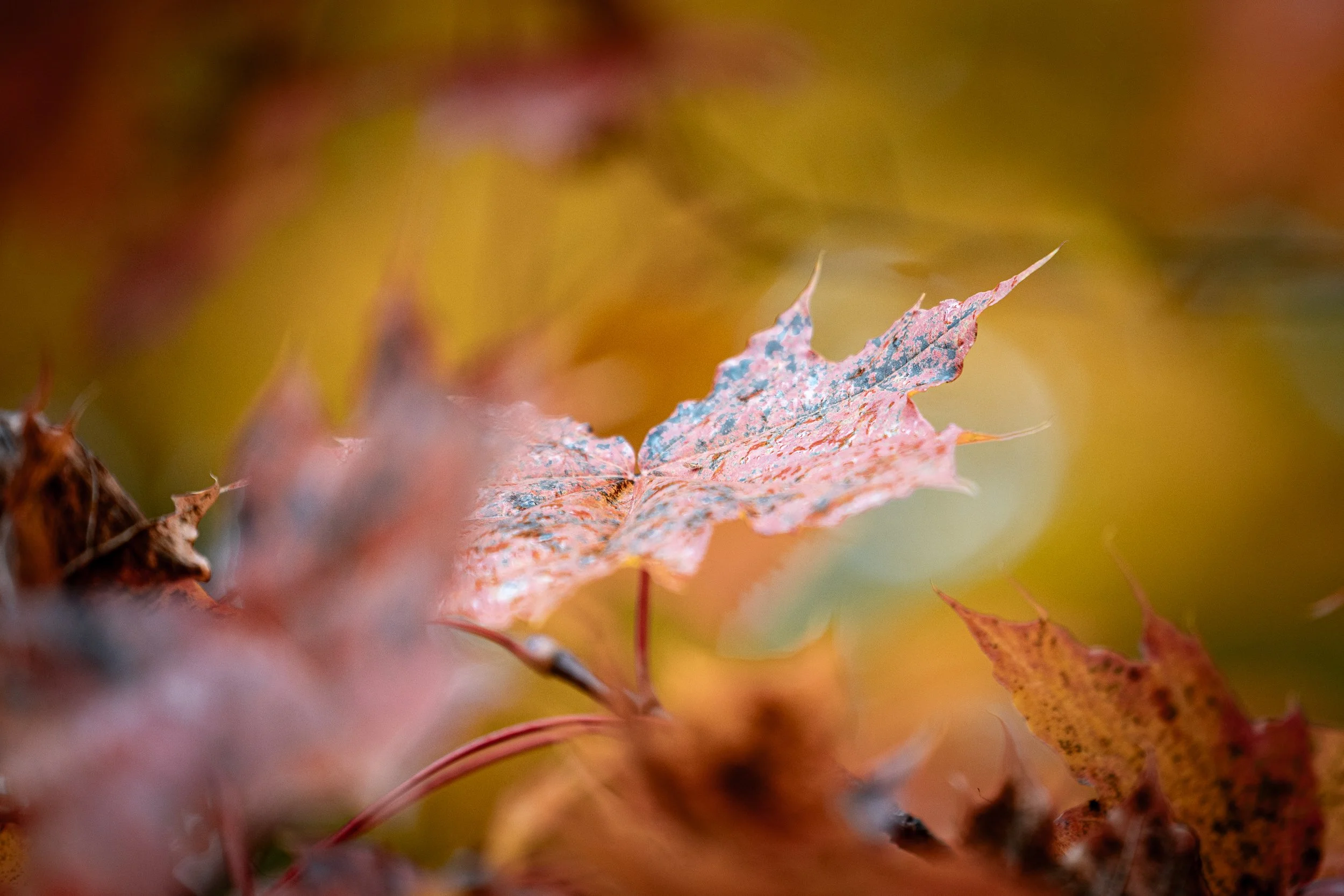 Close-up of a single multicolored autumn leaf with a blurred colorful background.