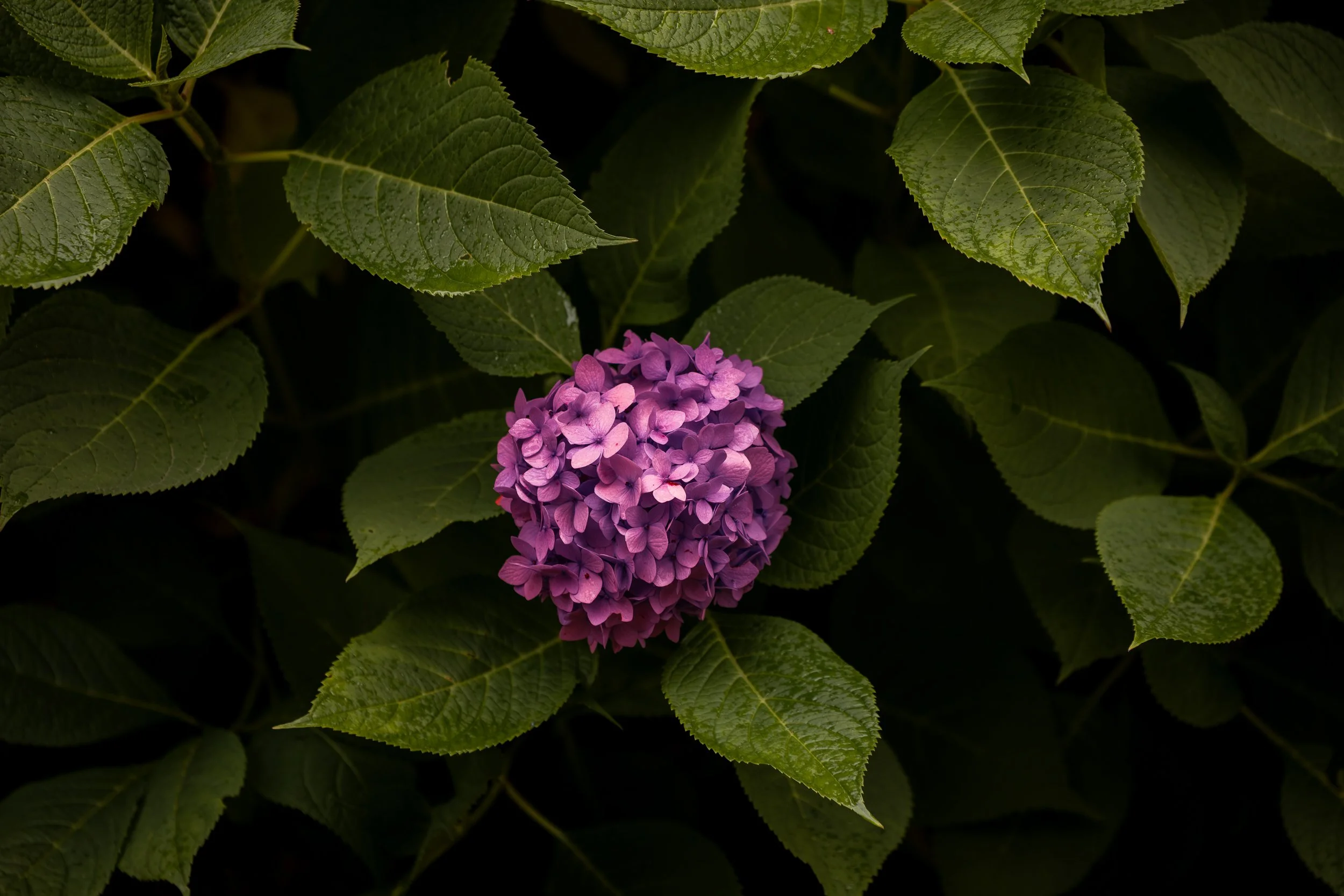 A purple hydrangea flower blooming among dark green leaves.