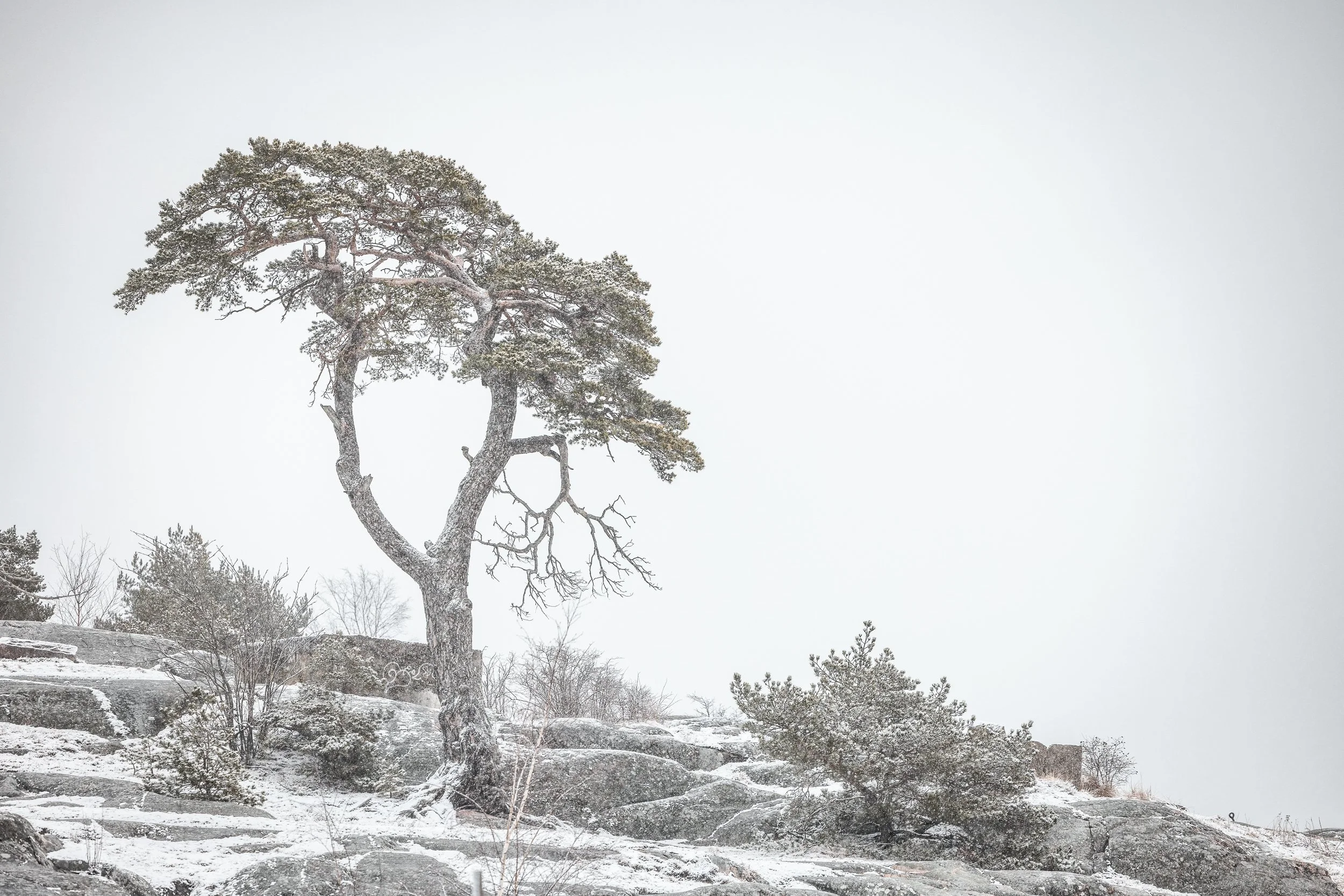 A lone, wind-swept tree on a snowy rocky landscape with snow-covered bushes and rocks, under a pale gray sky.
