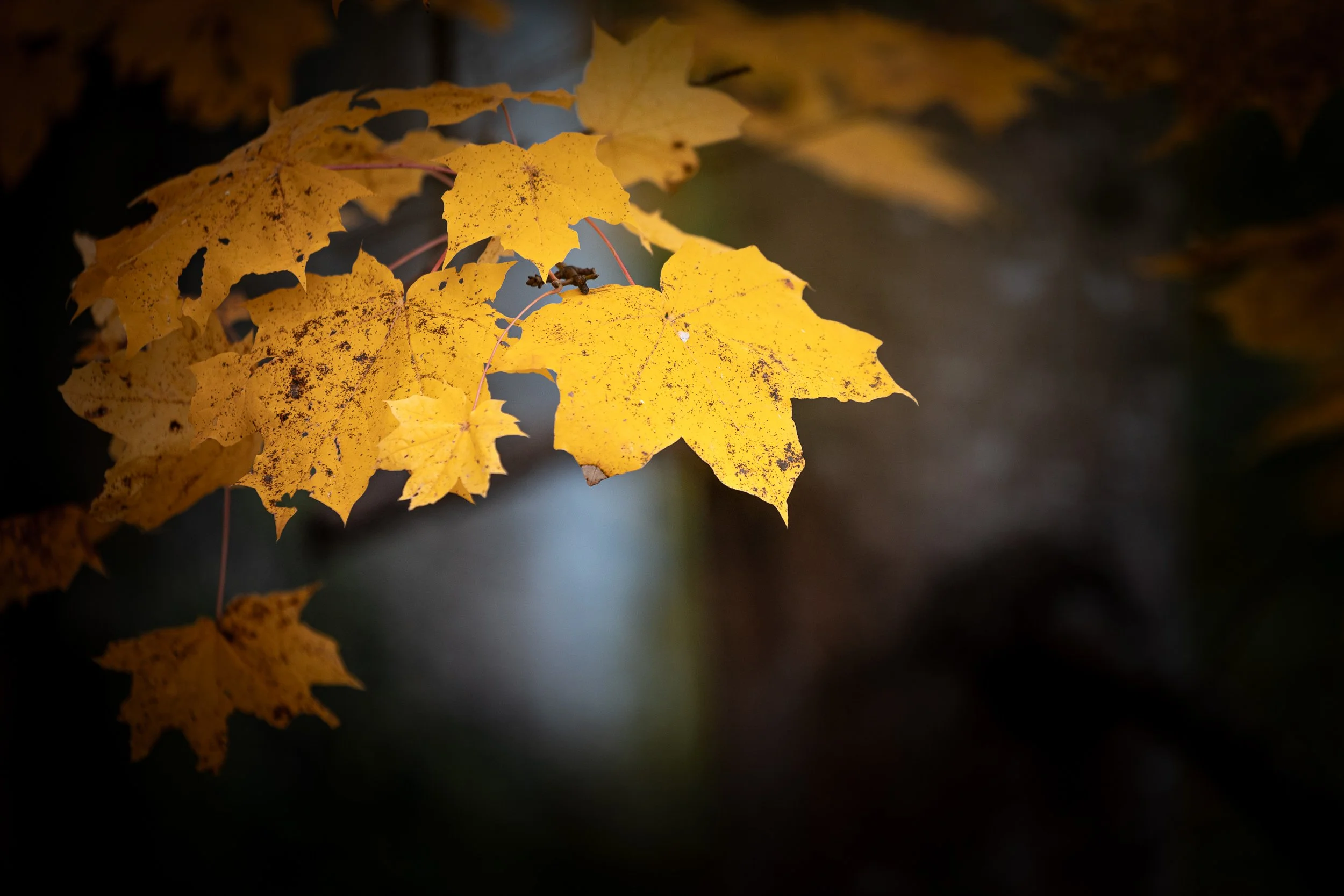 Close-up of yellow autumn leaves on a branch, with some spots and irregular edges, against a dark blurred background.