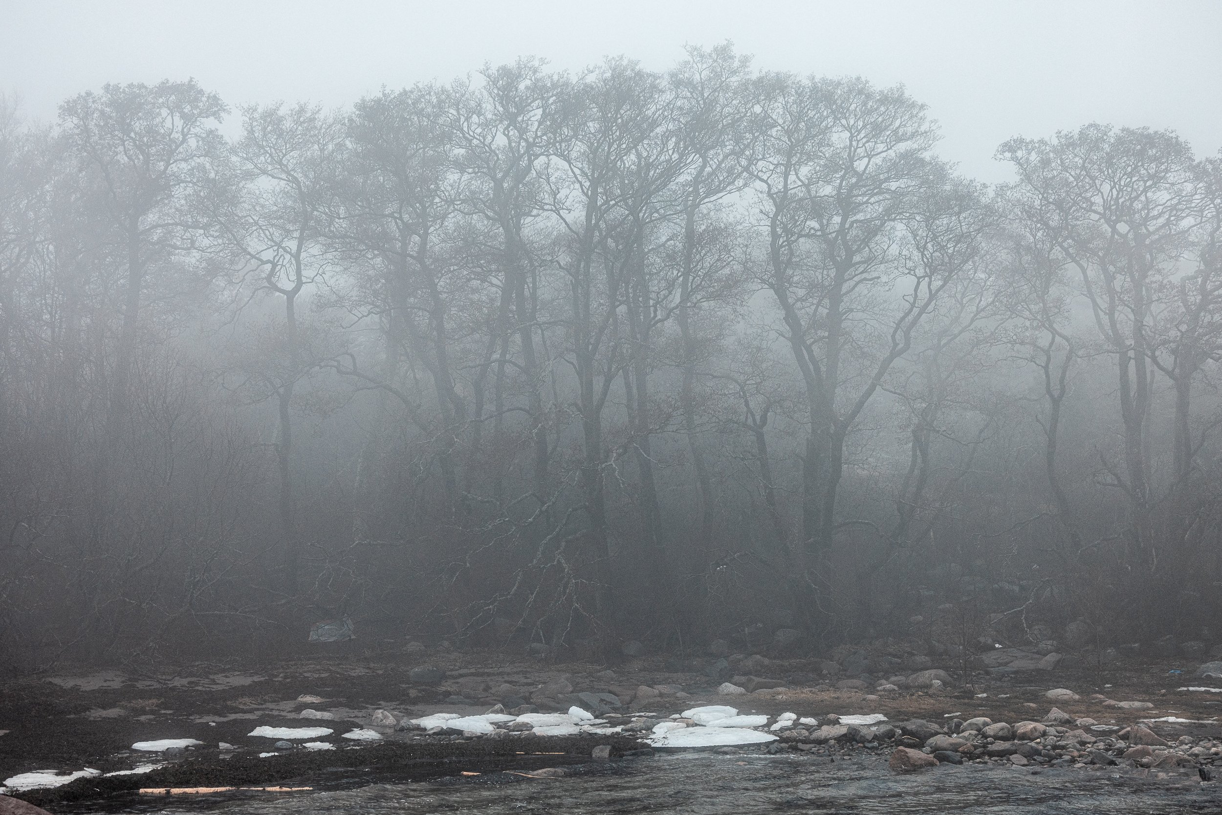 A foggy landscape with leafless trees over a river or stream, with rocks on the riverbank.