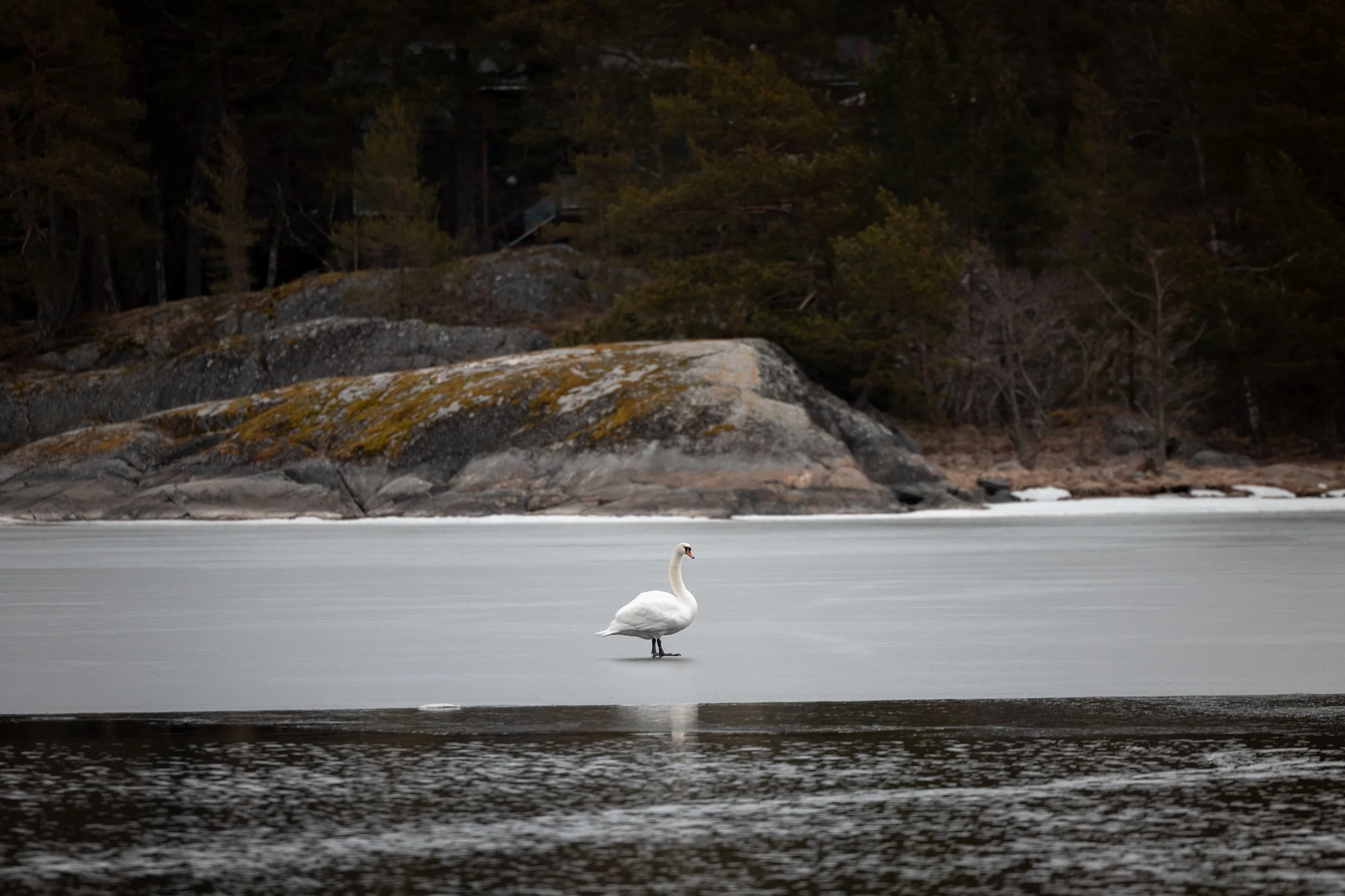 A white swan standing on a frozen body of water with a rocky, tree-lined shoreline in the background.