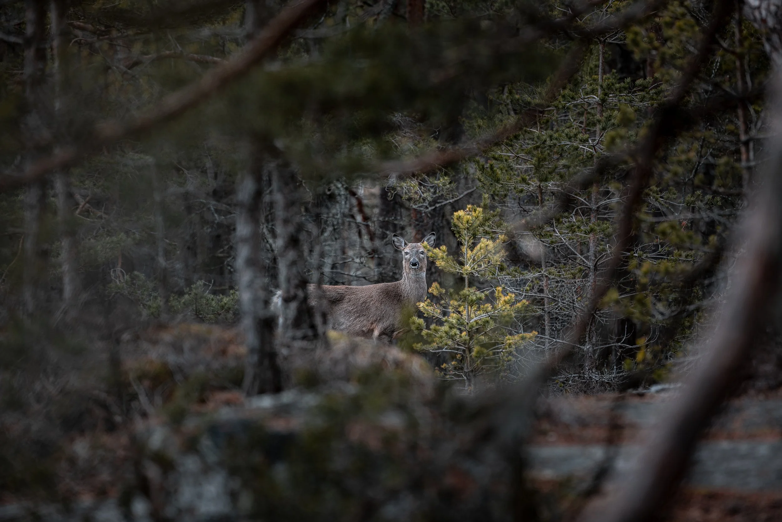 A deer standing among trees and foliage in a forest.