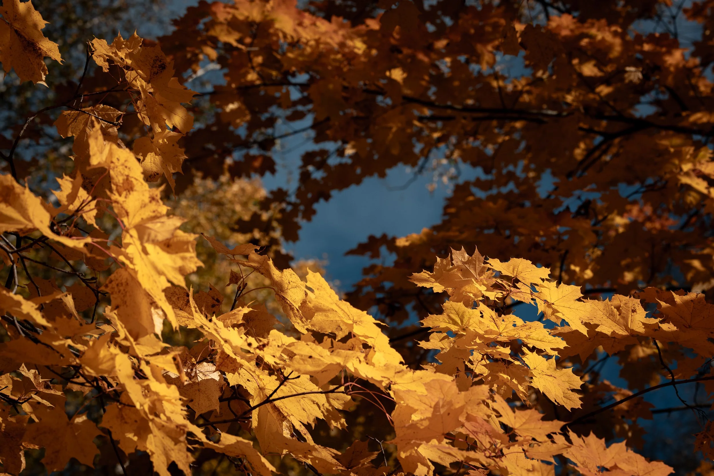 Autumn leaves in shades of orange and yellow on tree branches against a dark sky.