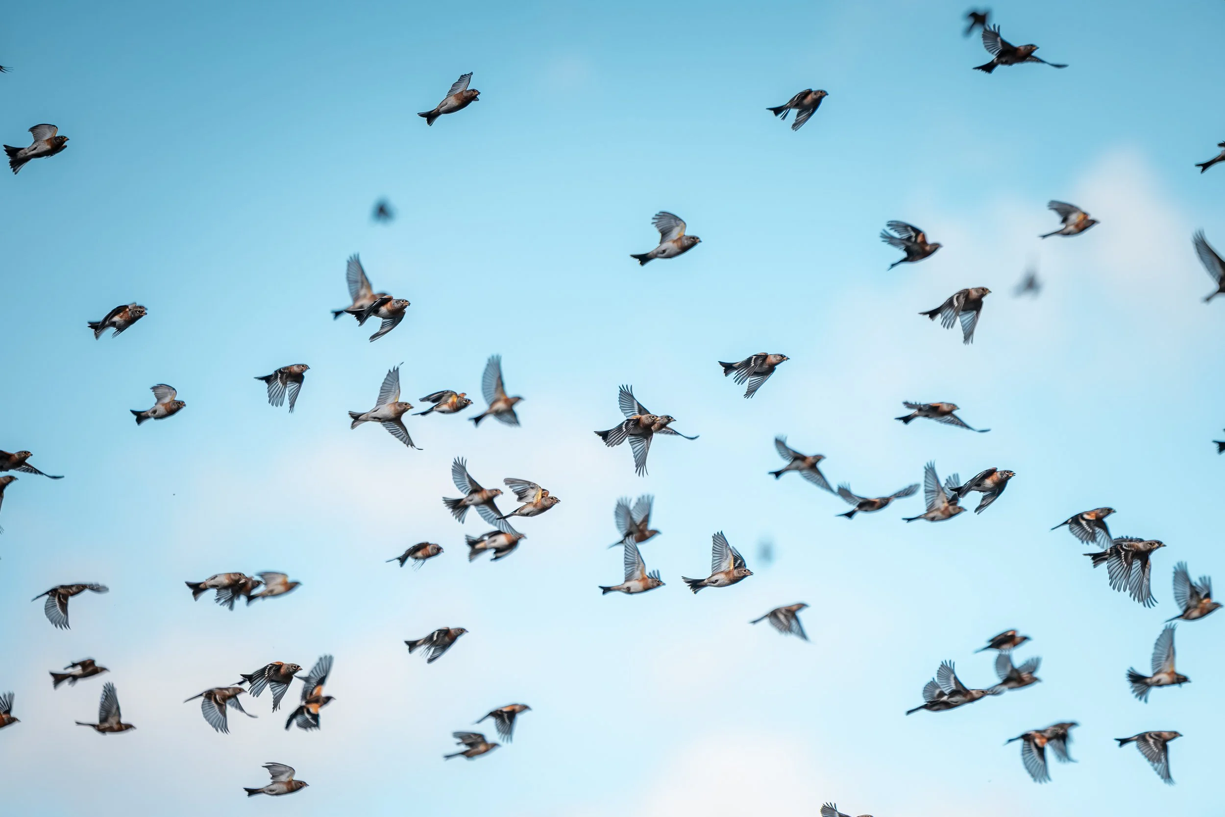A flock of small brown and black birds flying in a clear blue sky.
