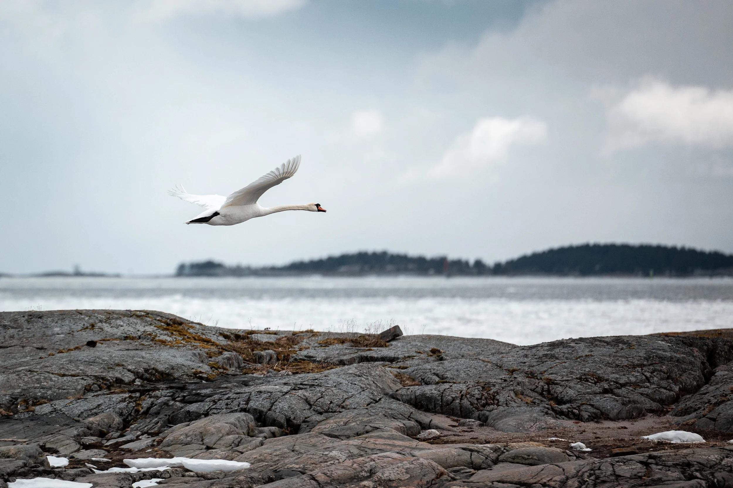 A white swan flying low over rocky shoreline near water, with cloudy sky and distant land in the background.