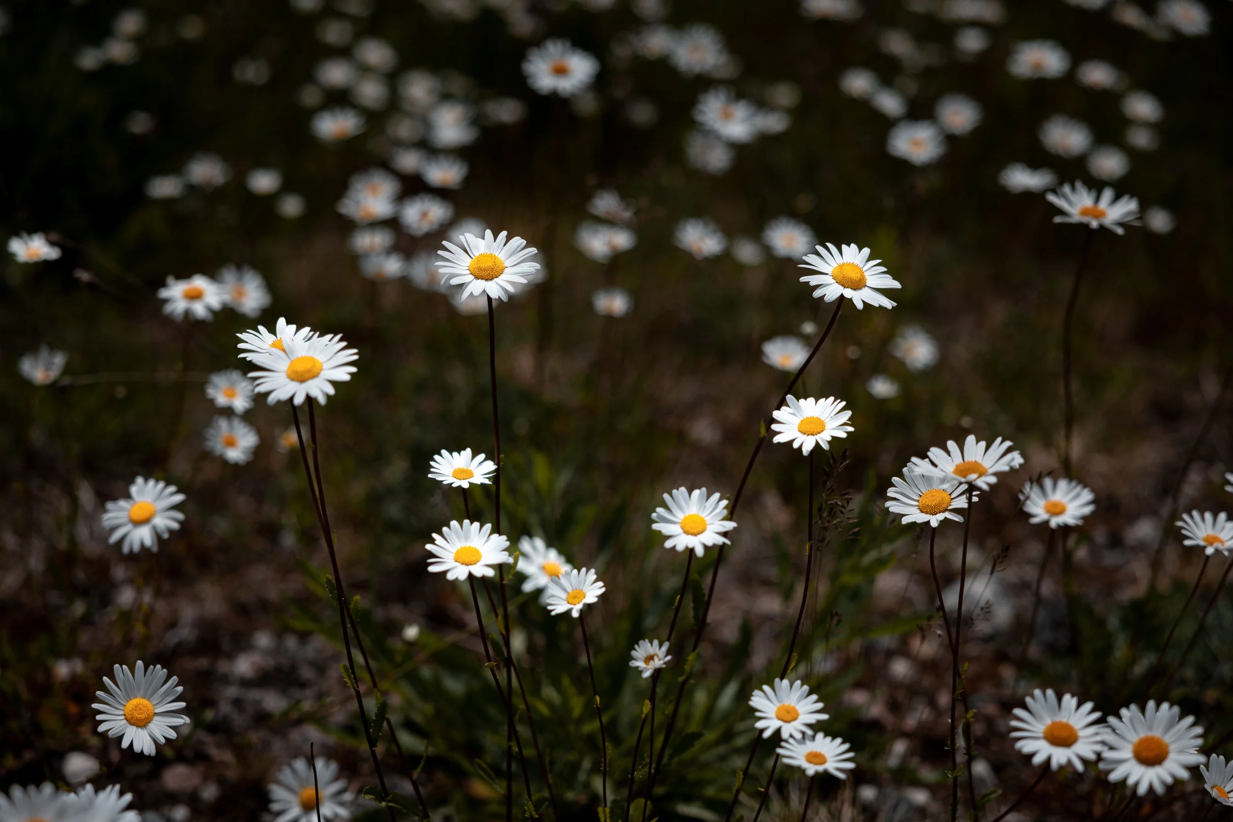 A cluster of white daisies with yellow centers growing in a dark, blurred background.