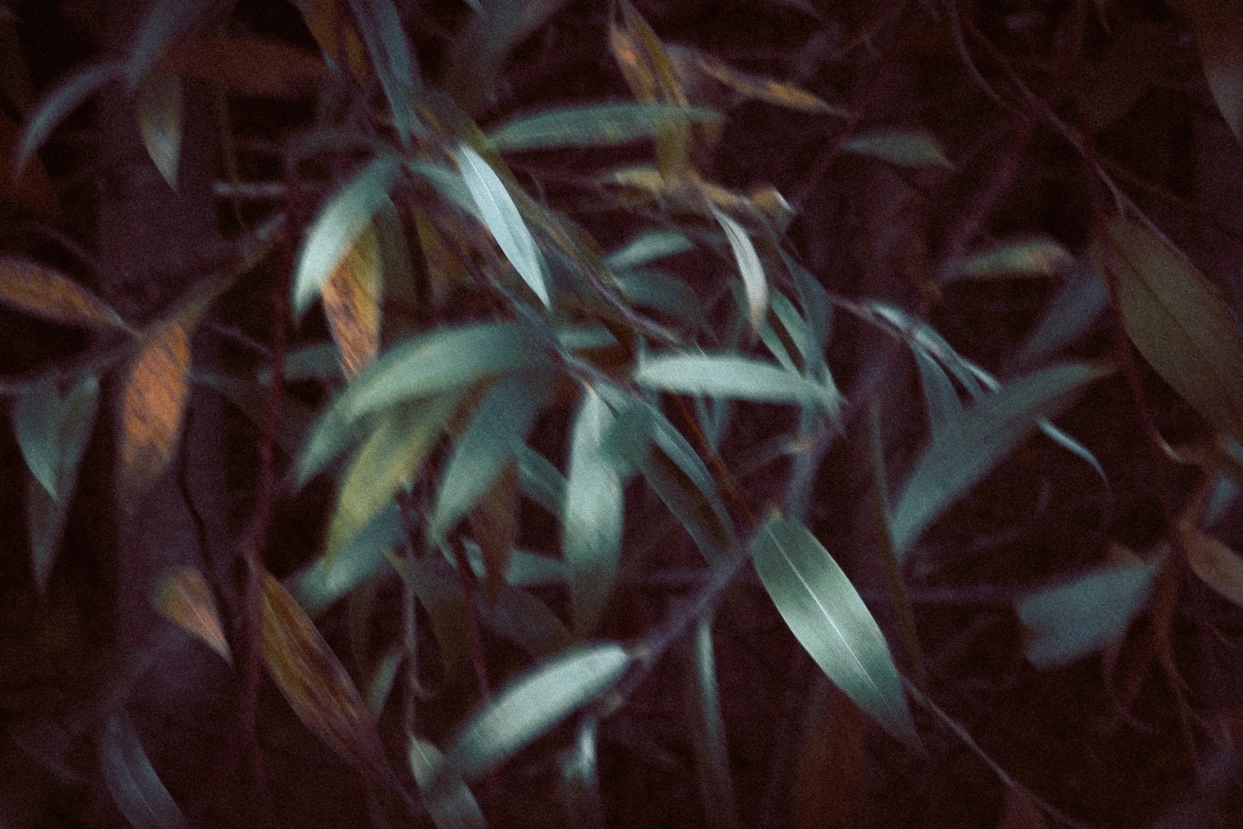 Close-up of green and brown bamboo leaves in low light.
