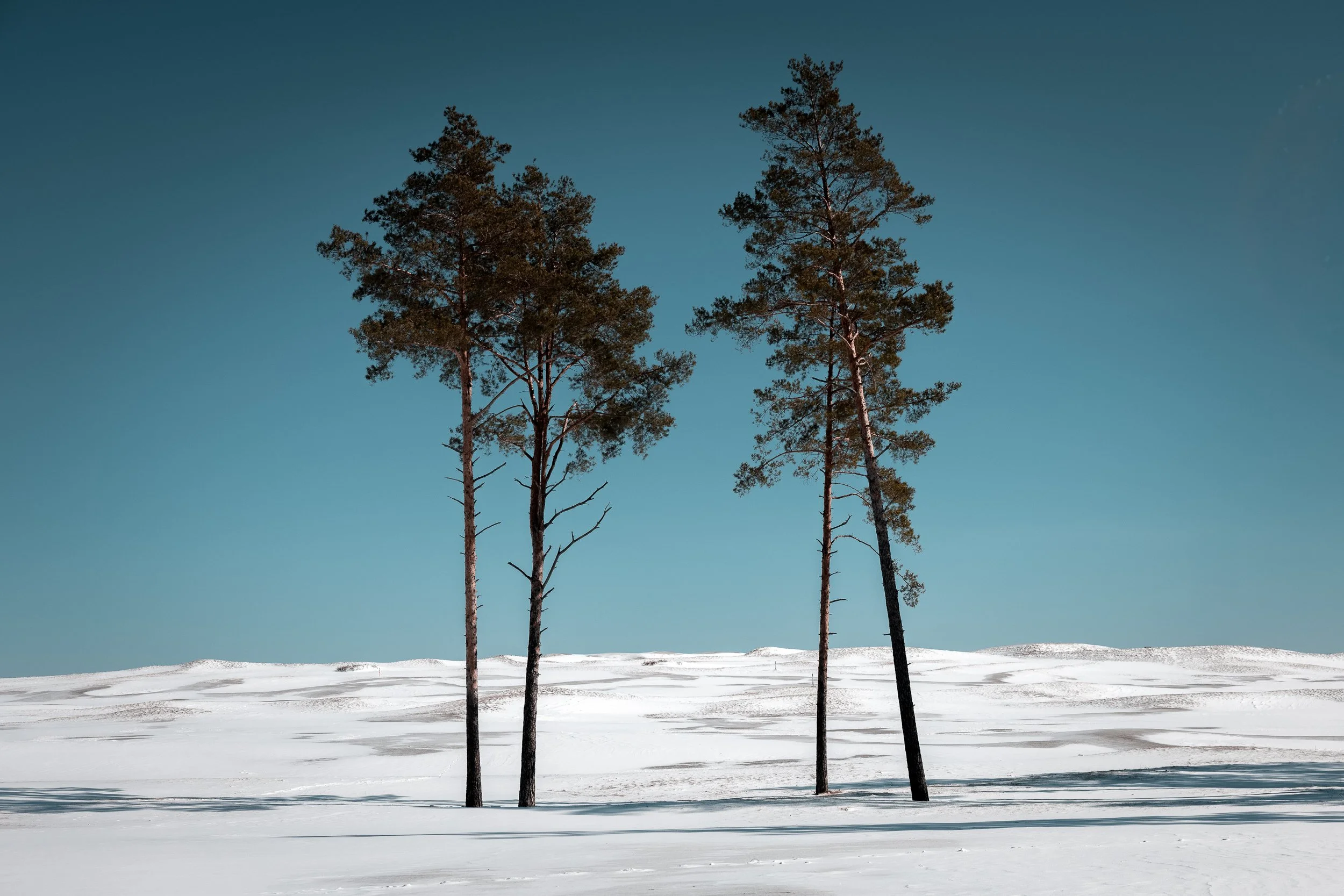 Three tall pine trees standing in snow-covered landscape under a blue sky.