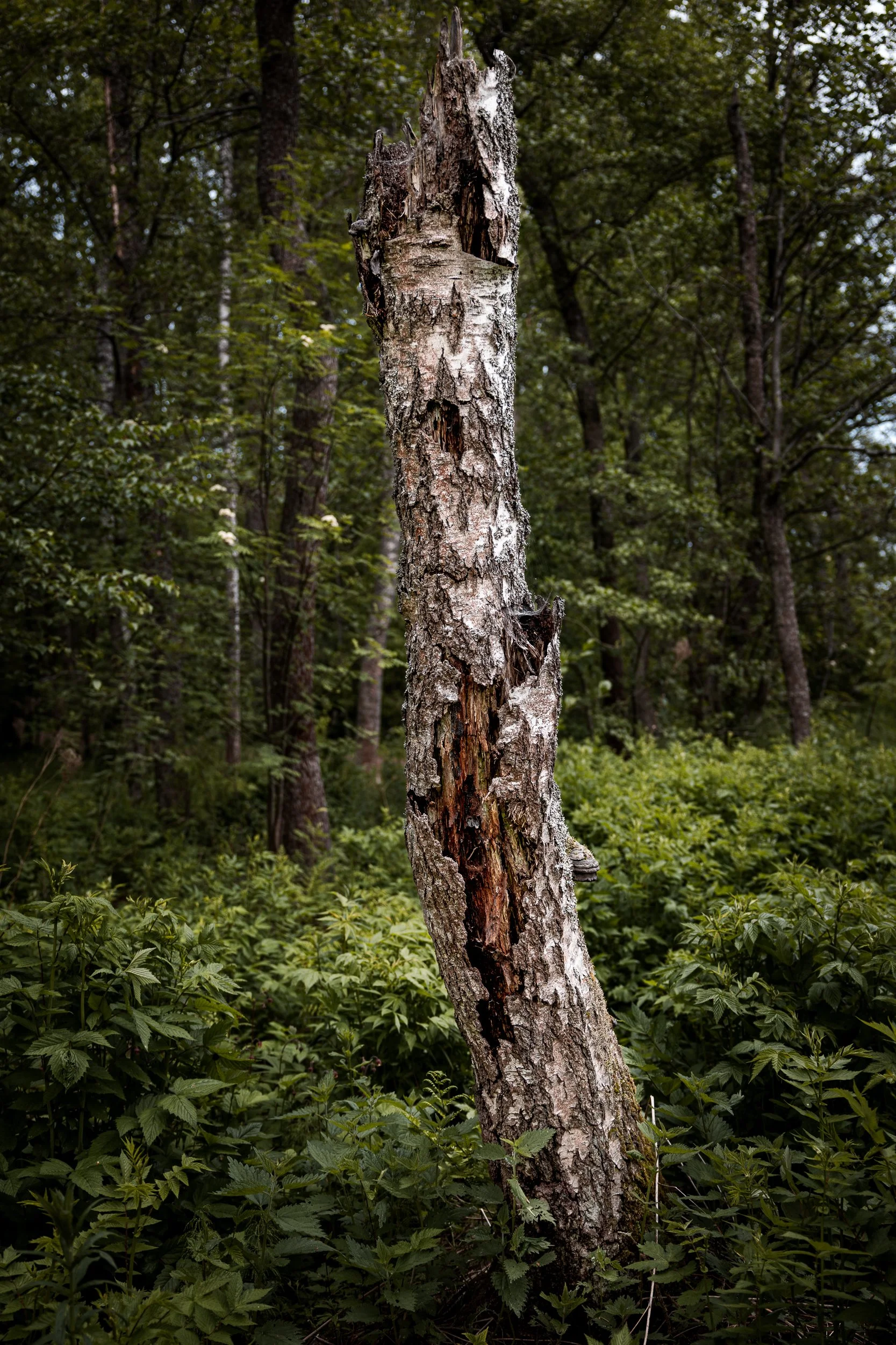 A damaged, broken tree trunk in a forest surrounded by green foliage.