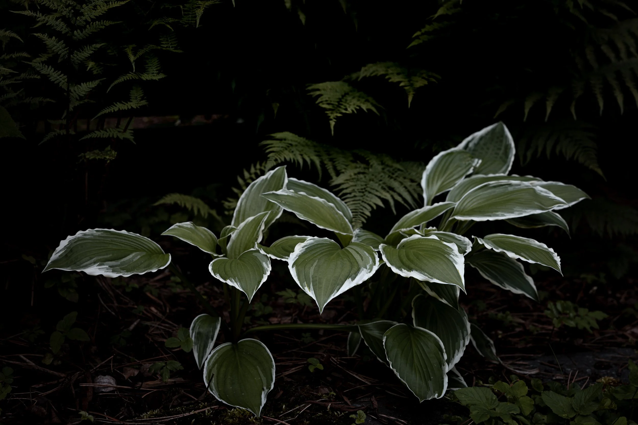 A green and white variegated hosta plant with large leaves, set against dark foliage and fern fronds in the background.