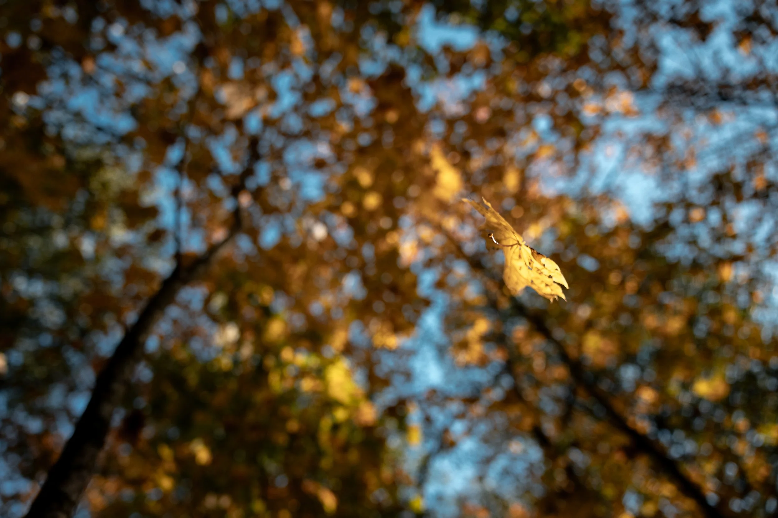 Close-up of a single yellow autumn leaf hanging from a tree branch, with a blurry background of colorful fall foliage and blue sky.