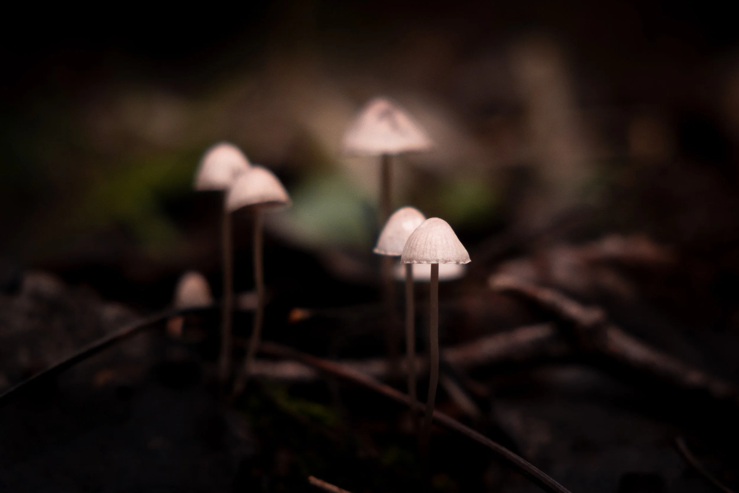Small mushrooms growing in dark soil with twigs and leaves.