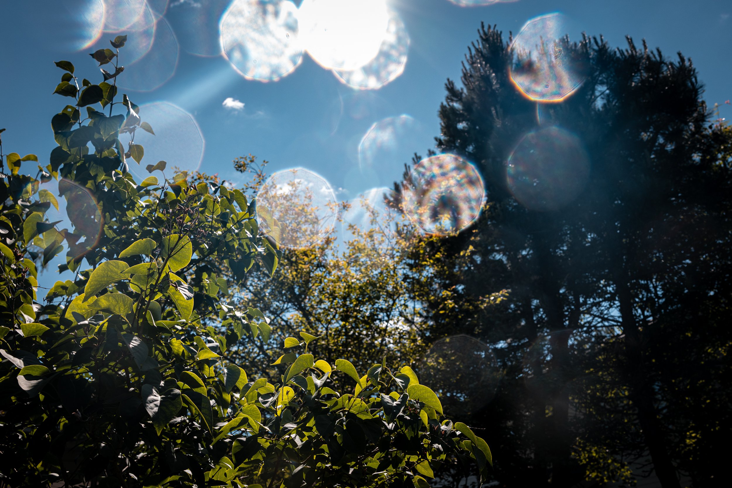 Sunshine filtering through trees with lens flare and bokeh effect in the sky.