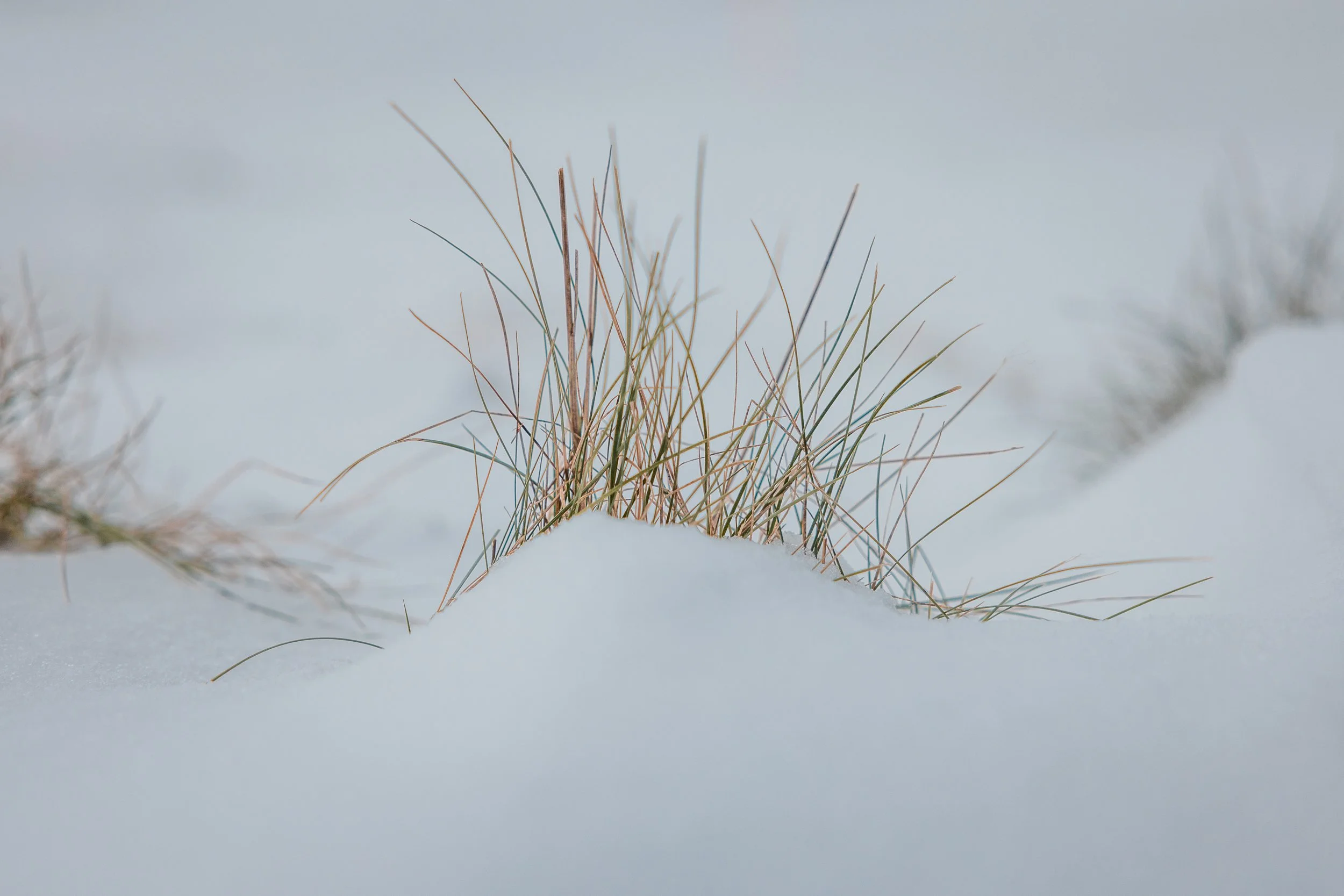Dry grass blades protruding through snow on the ground.
