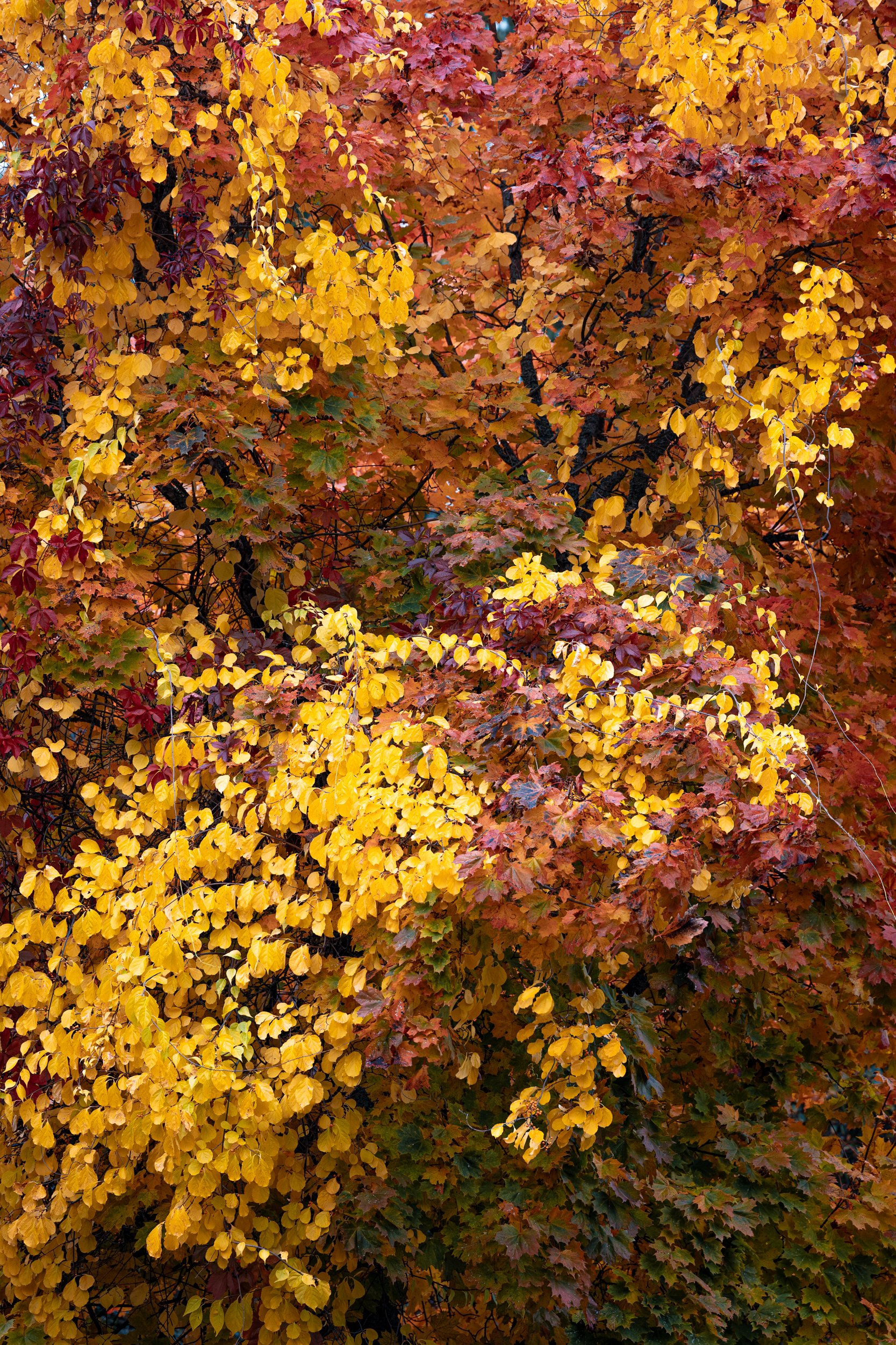 Trees with yellow, orange, and red autumn leaves.