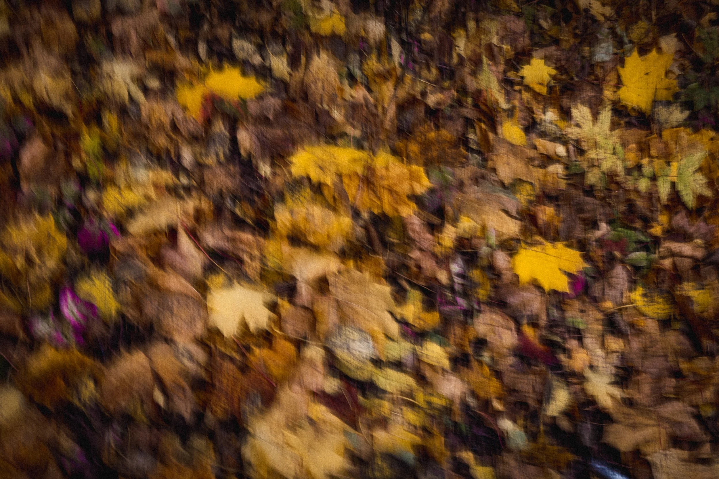 Blurred image of fallen autumn leaves on the ground.