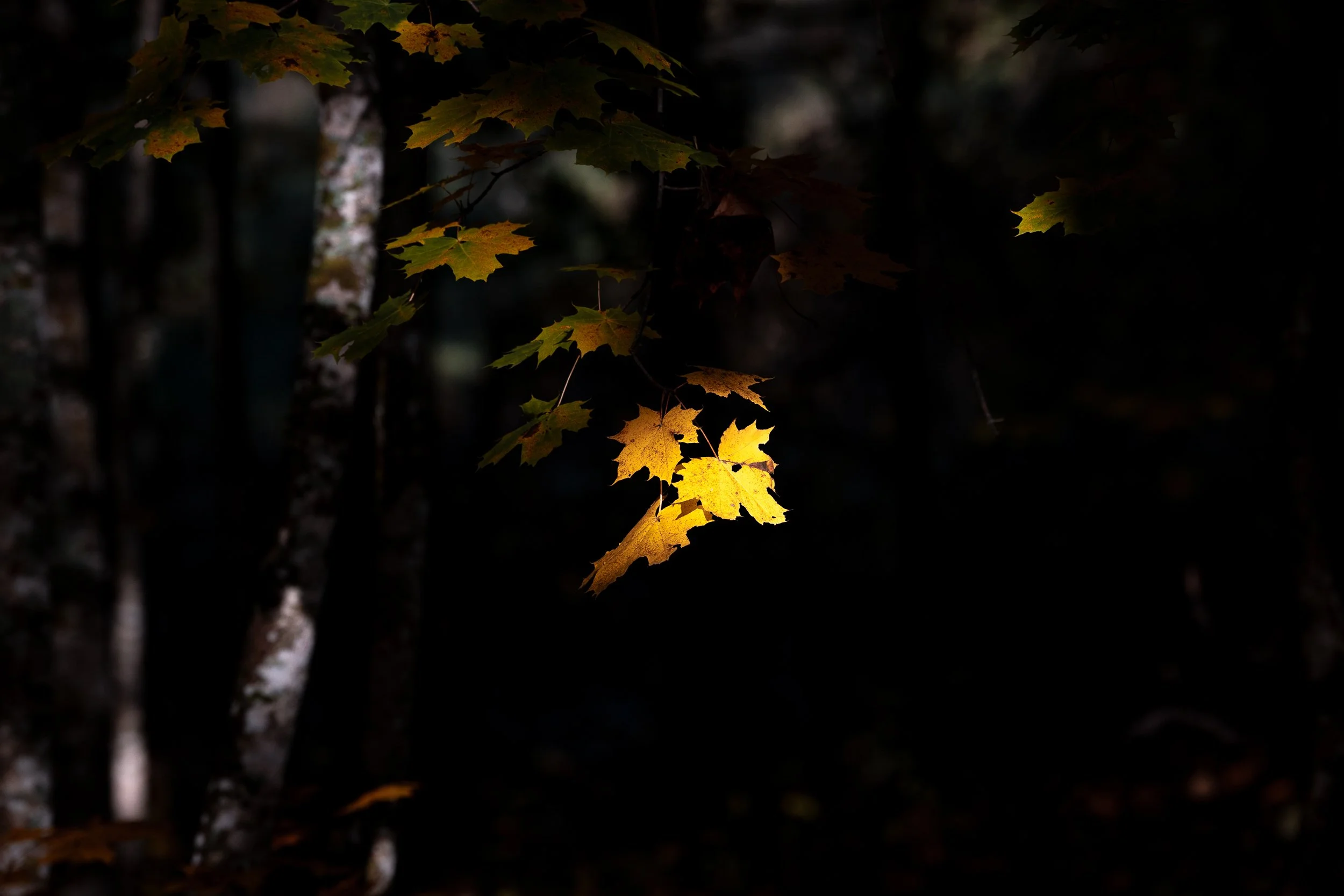 A few yellow-green leaves illuminated by sunlight hanging from a branch in a dark forest setting.