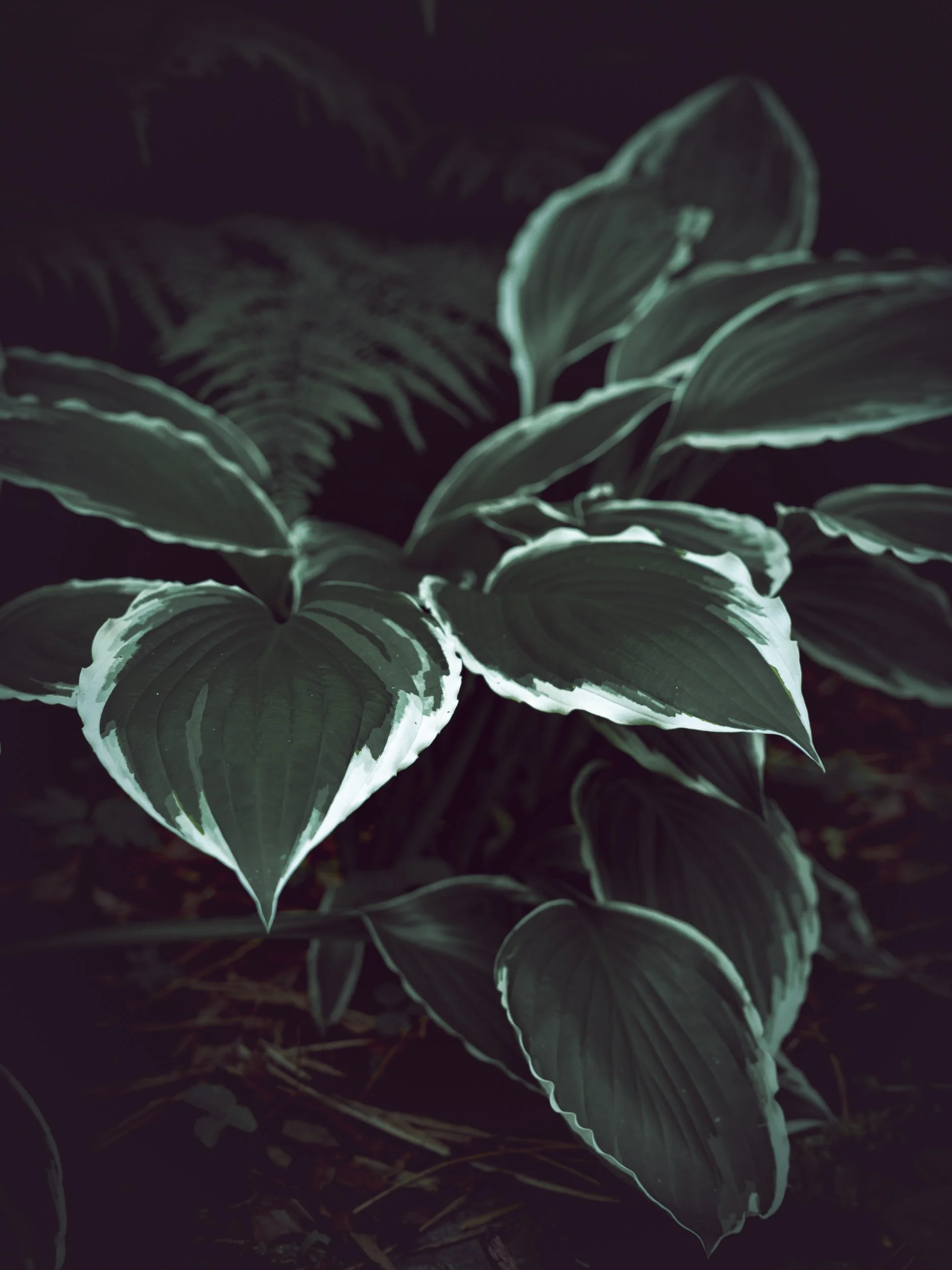 Close-up of variegated green and white hosta plant leaves with dark background.