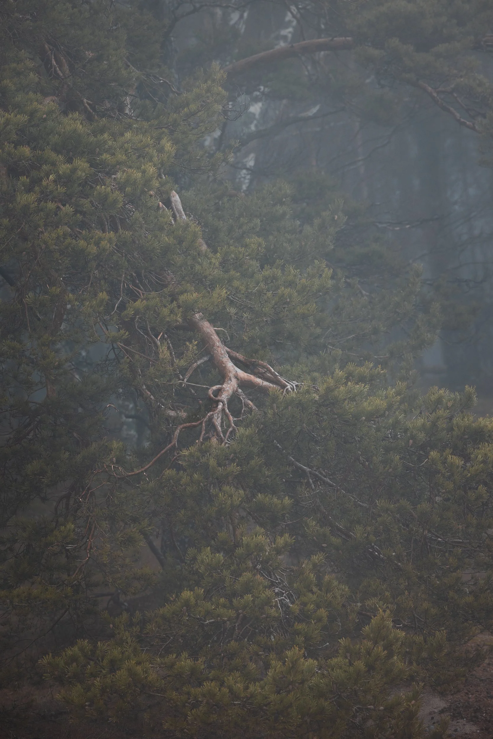 A foggy forest scene featuring a large tree with exposed roots extending from the trunk, surrounded by dense green foliage.