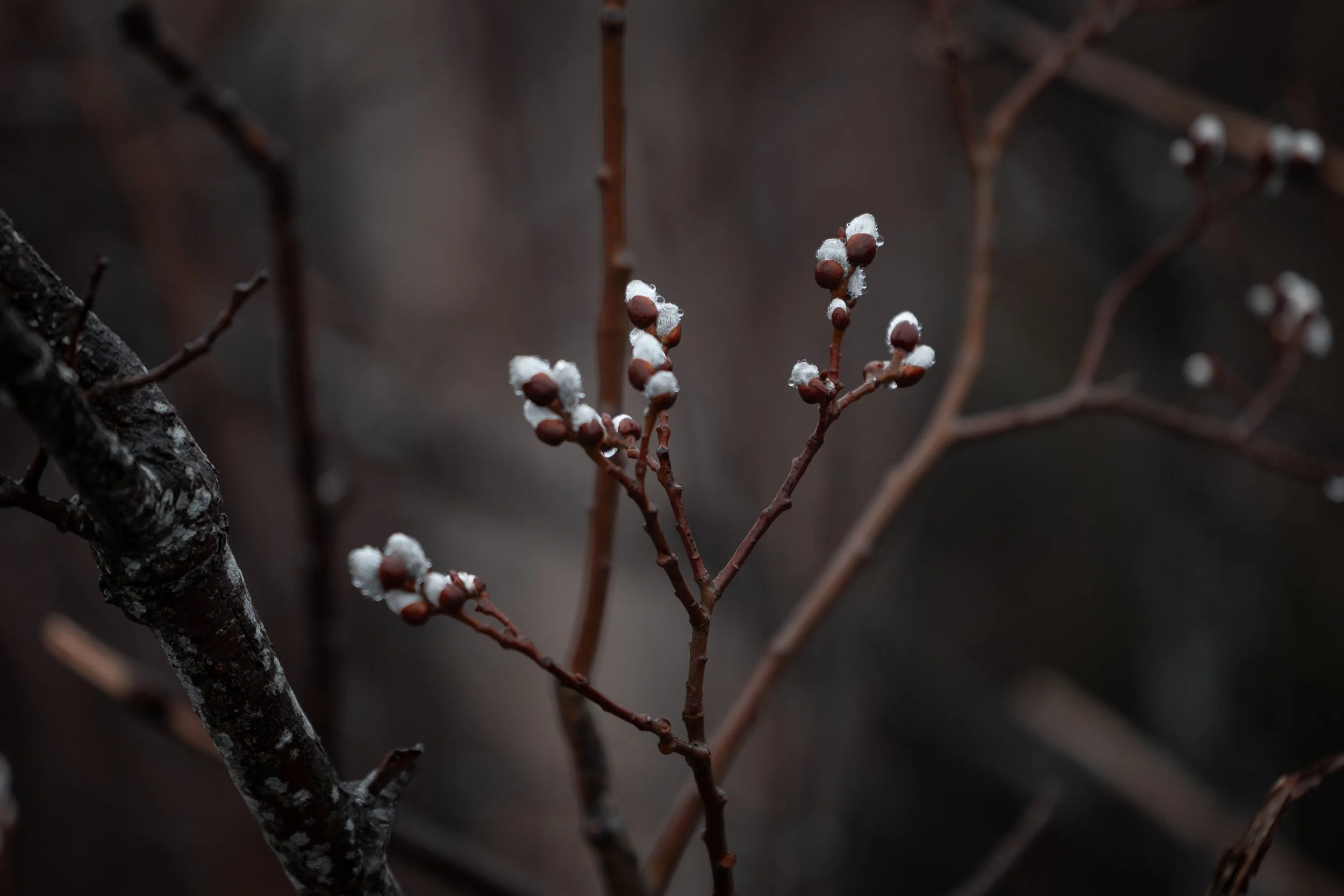 Close-up of tree branches with small buds covered in snow.