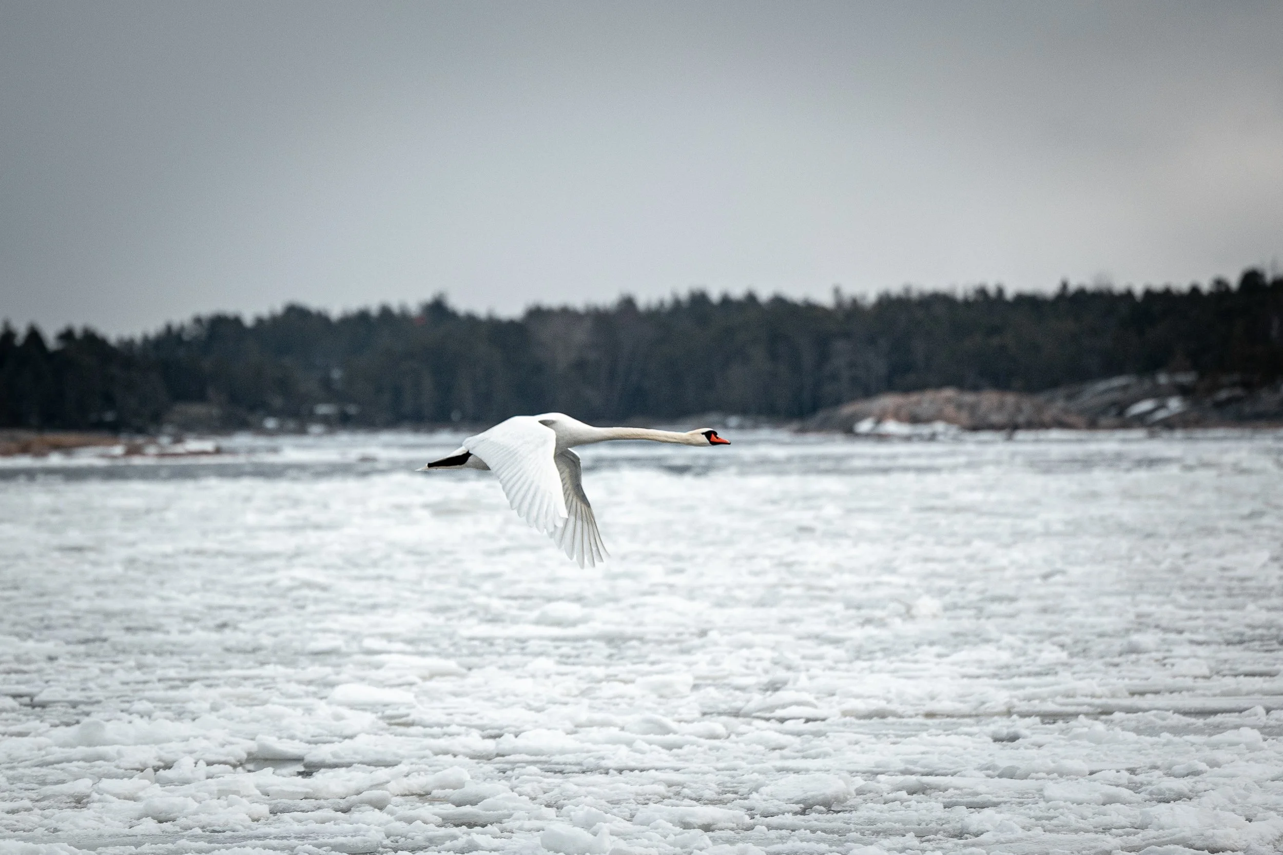 A swan flying over a frozen lake or river during cloudy weather with a forested shoreline in the background.