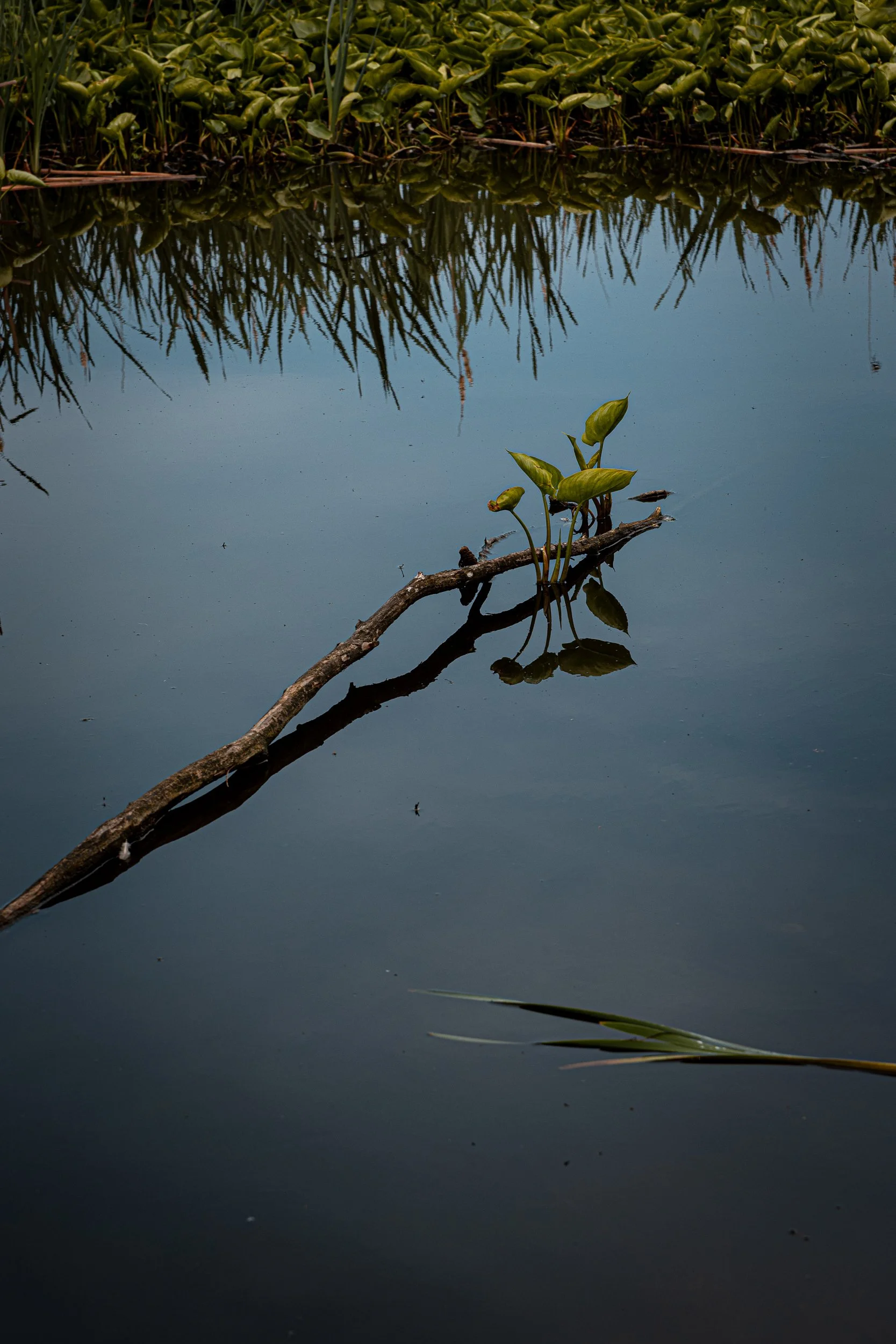 A leafless tree branch partially submerged in water with green aquatic plants growing on it, with its reflection visible in the water. In the background, there are dense green plants or grass along the water's edge.