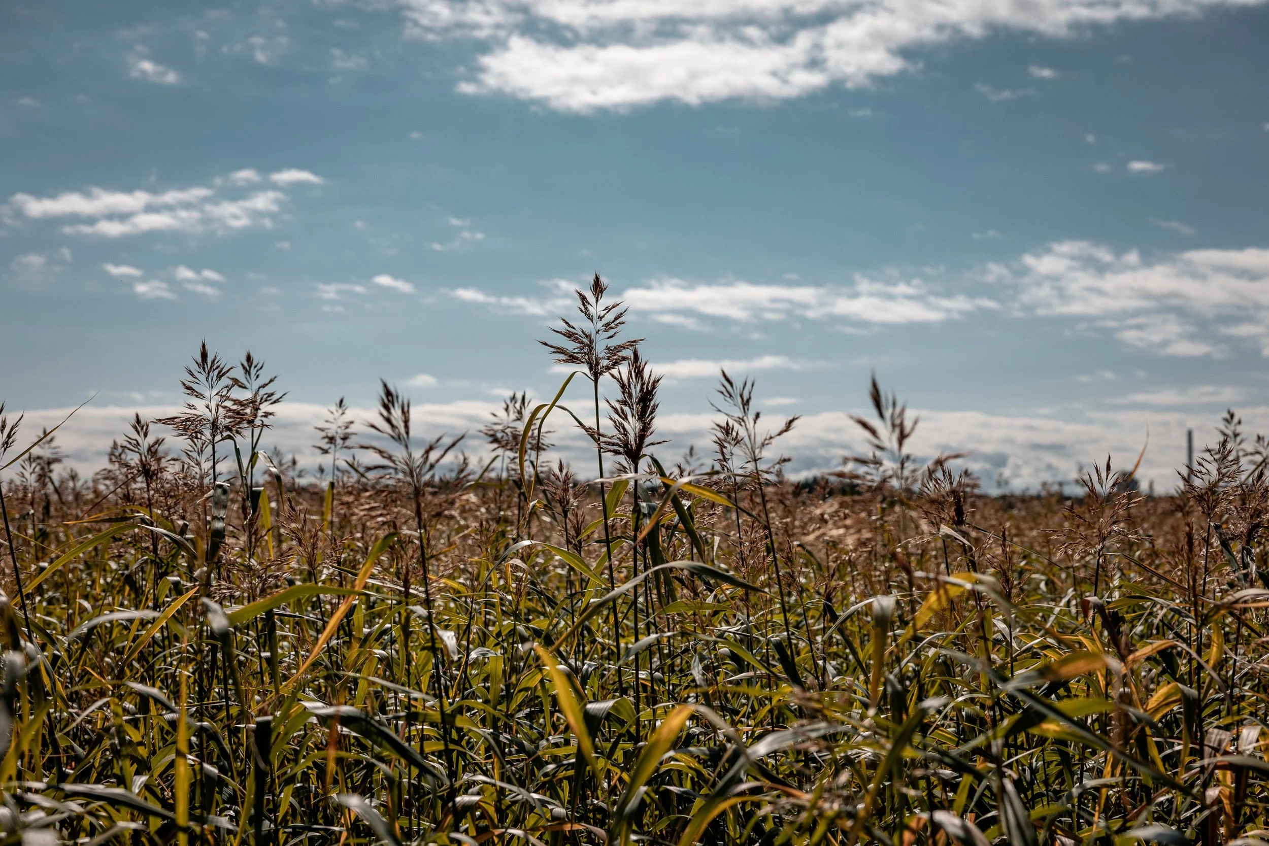 A field of tall, golden corn plants under a partly cloudy sky during daytime.
