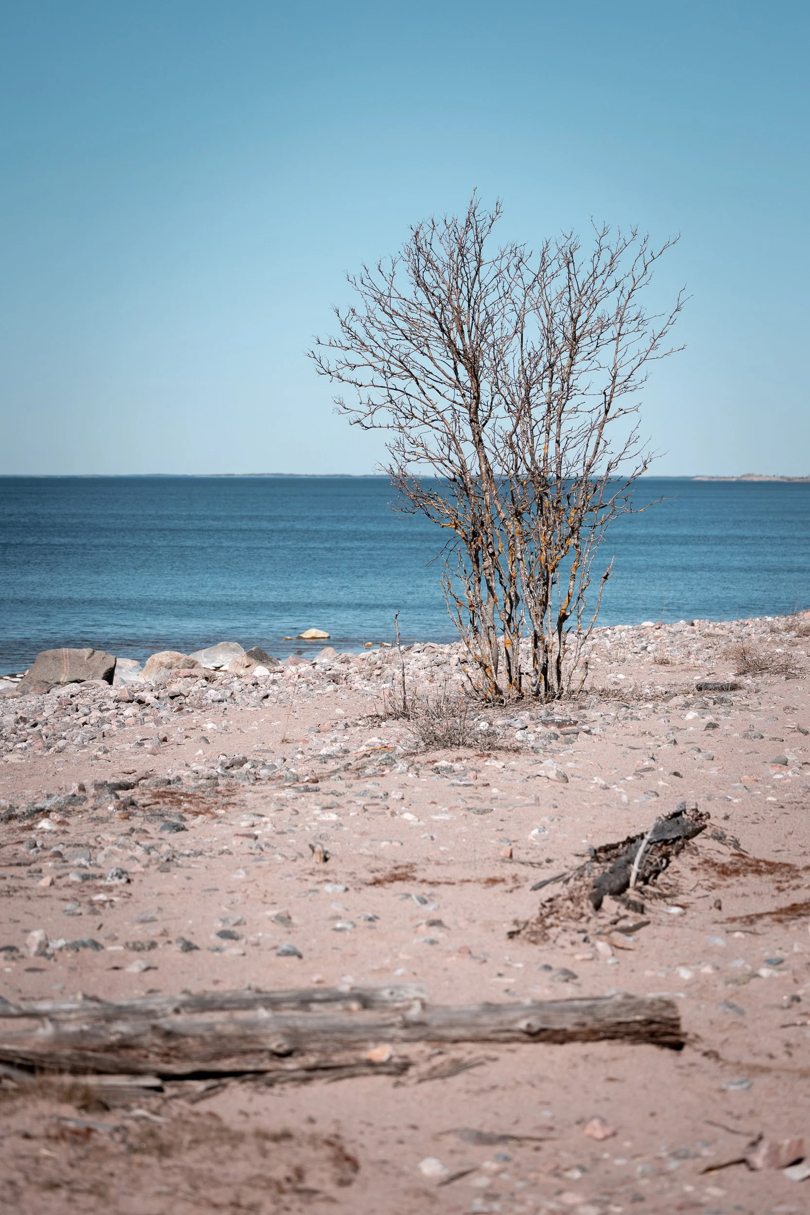 A barren tree with no leaves on a sandy, rocky beach with the ocean in the background under a clear blue sky.