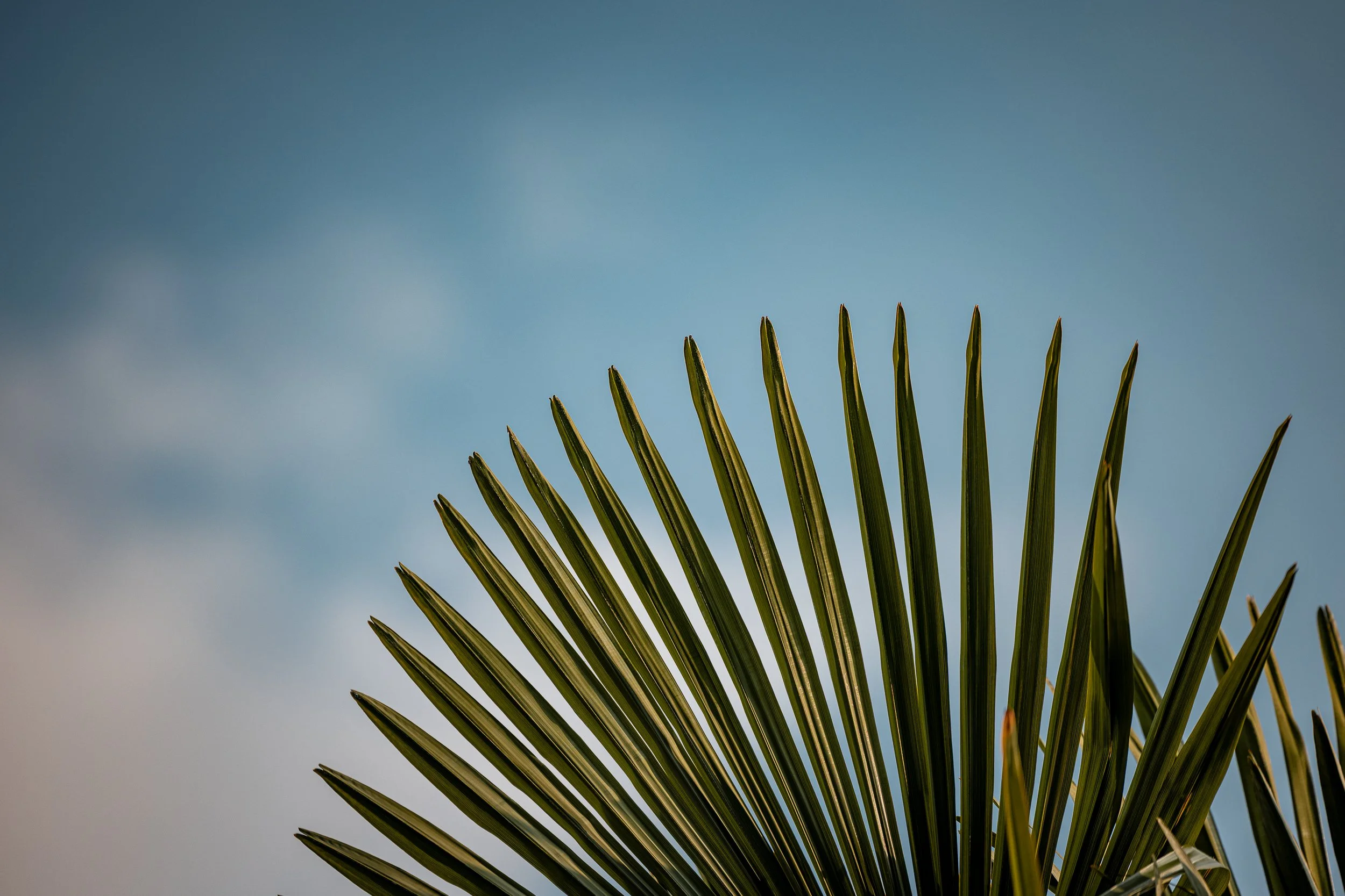 Close-up of a fan palm leaf against a blue sky with some clouds.