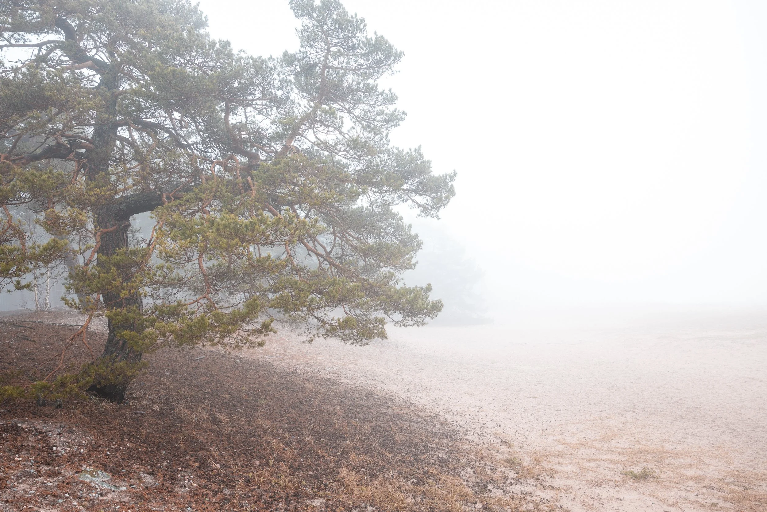 A tree on a foggy landscape with dry, rocky ground.