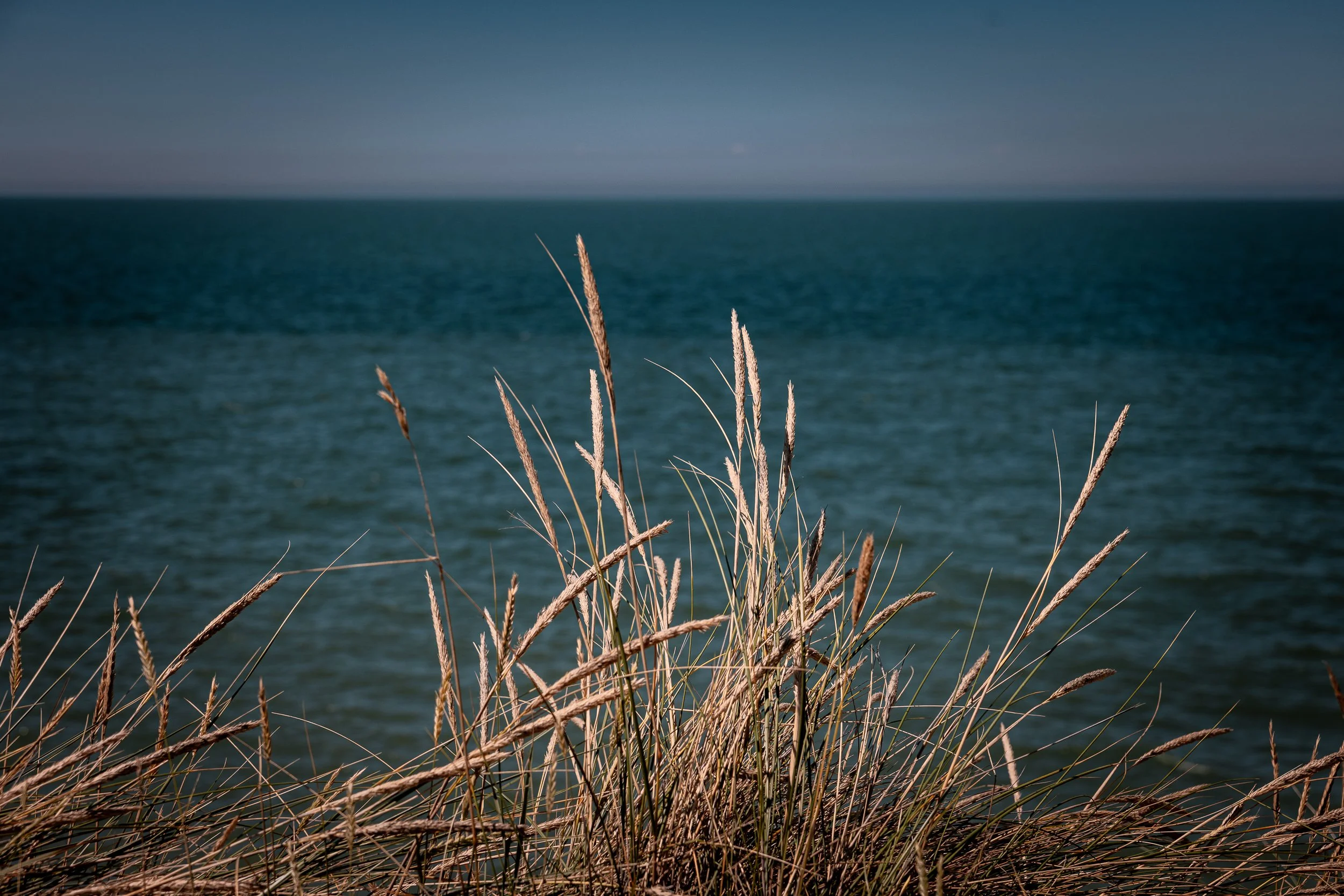 Sea or ocean view with tall dry grass in the foreground.