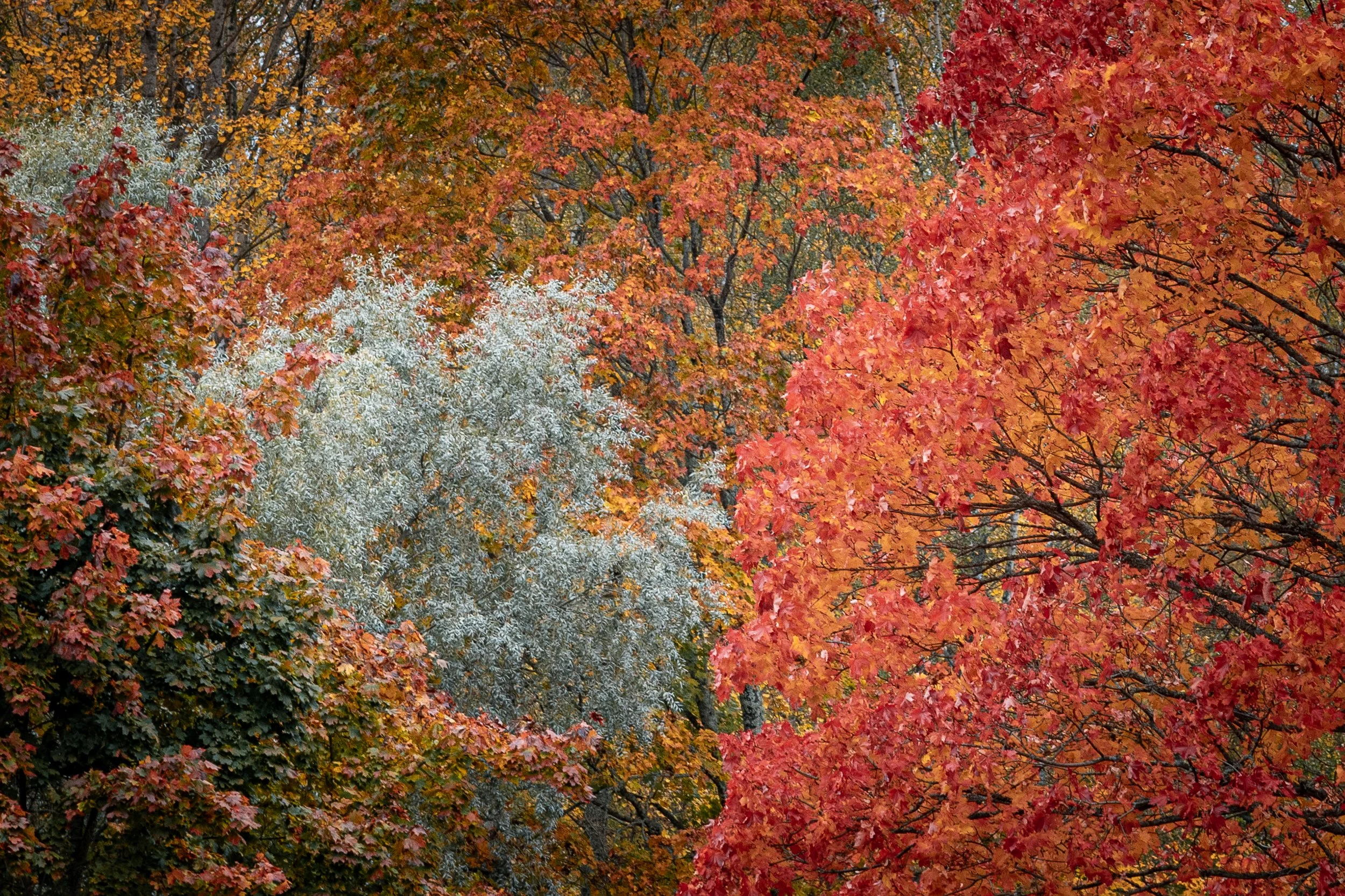 Colorful autumn trees with red, orange, yellow, and white leaves.